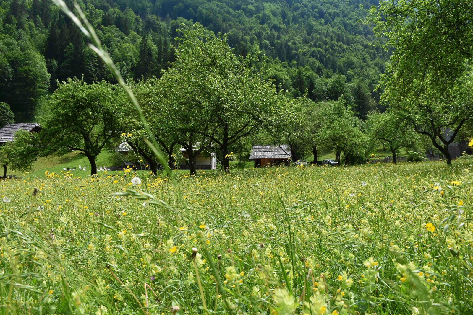 Nikon D5500 sample photo. Meadow, alpine, cabin photography