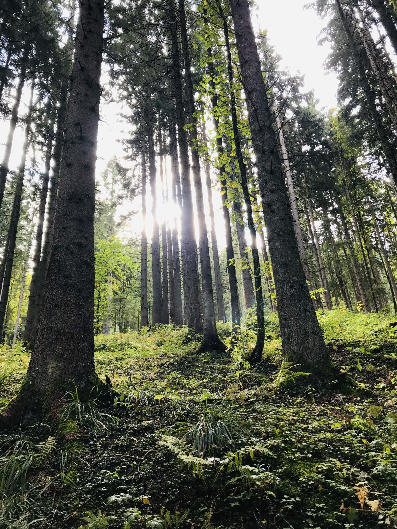Apple iPhone 7 Plus sample photo. Forest, glade, nature photography