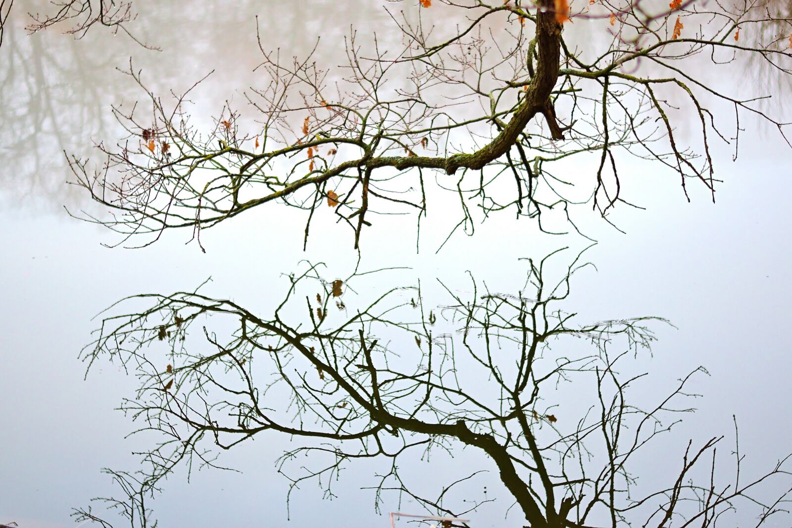 Nikon D5600 sample photo. Lake, mirroring, aesthetic photography