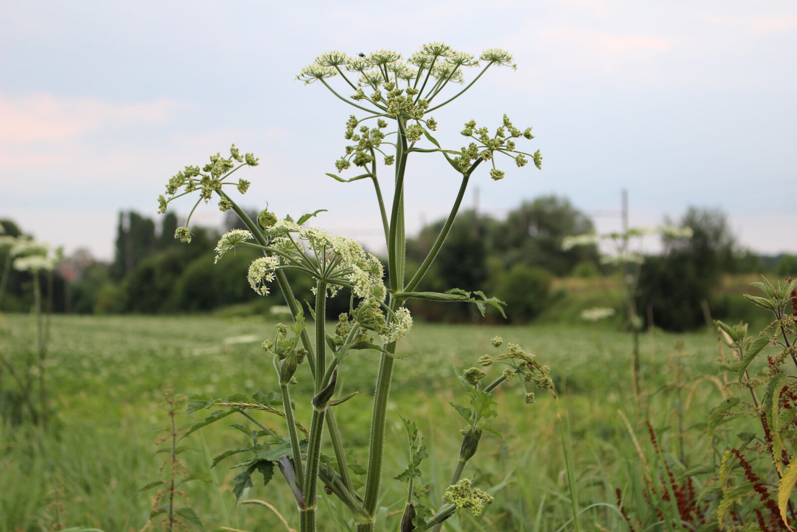 Canon EOS 100D (EOS Rebel SL1 / EOS Kiss X7) sample photo. Flowers, nature, outside photography