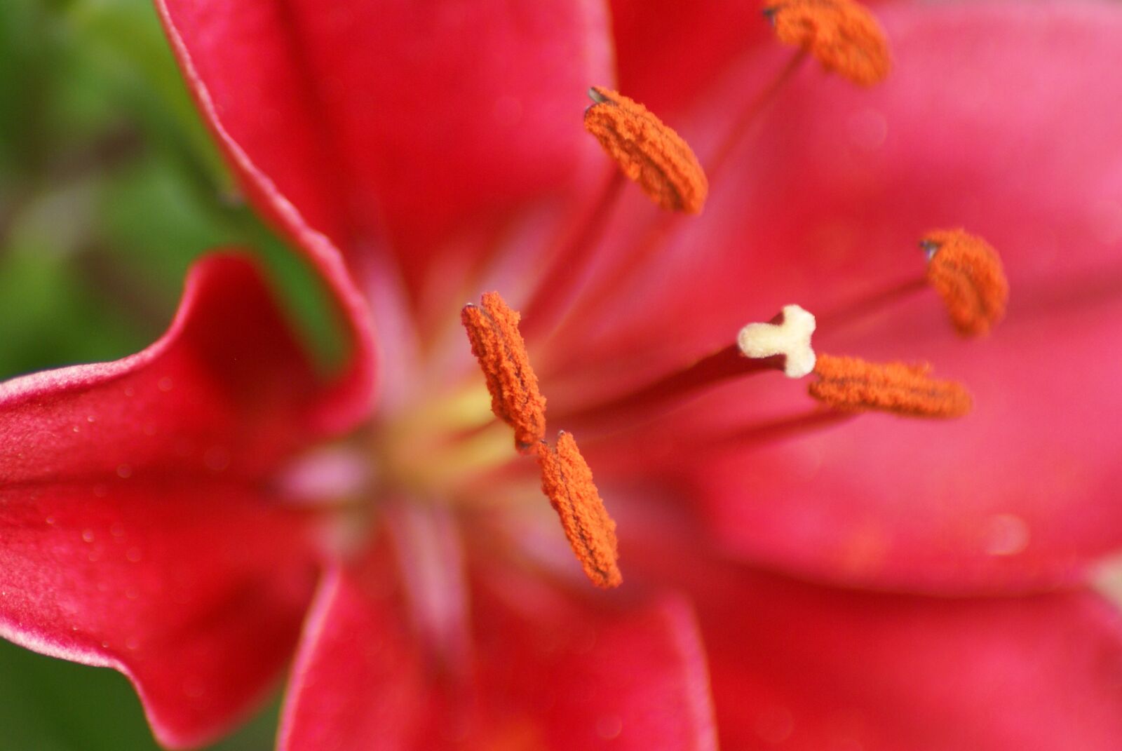 Sony Alpha DSLR-A100 sample photo. Flowers, macro, stamens photography