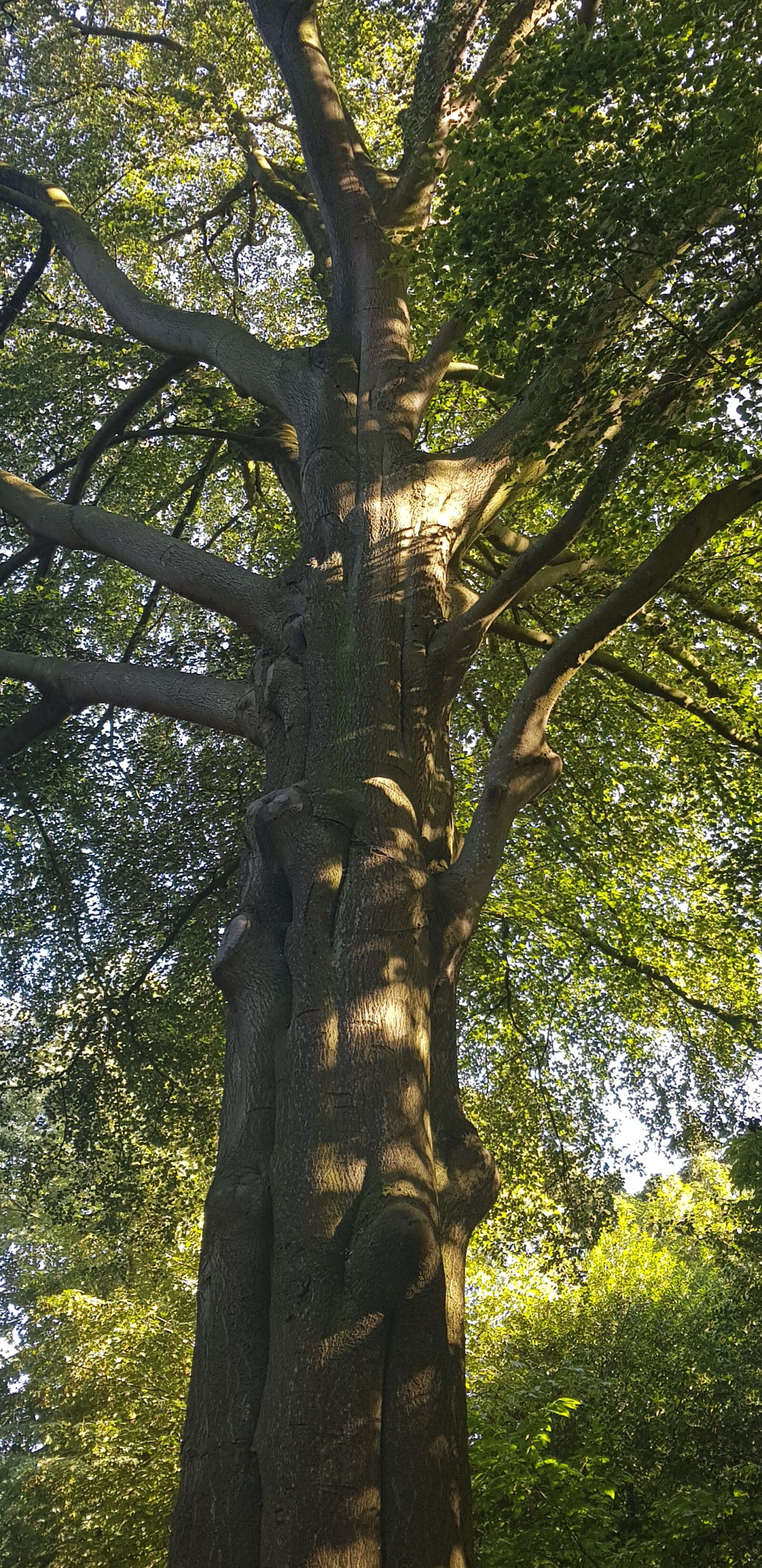 Samsung Galaxy S8+ sample photo. Trees, green, nature photography