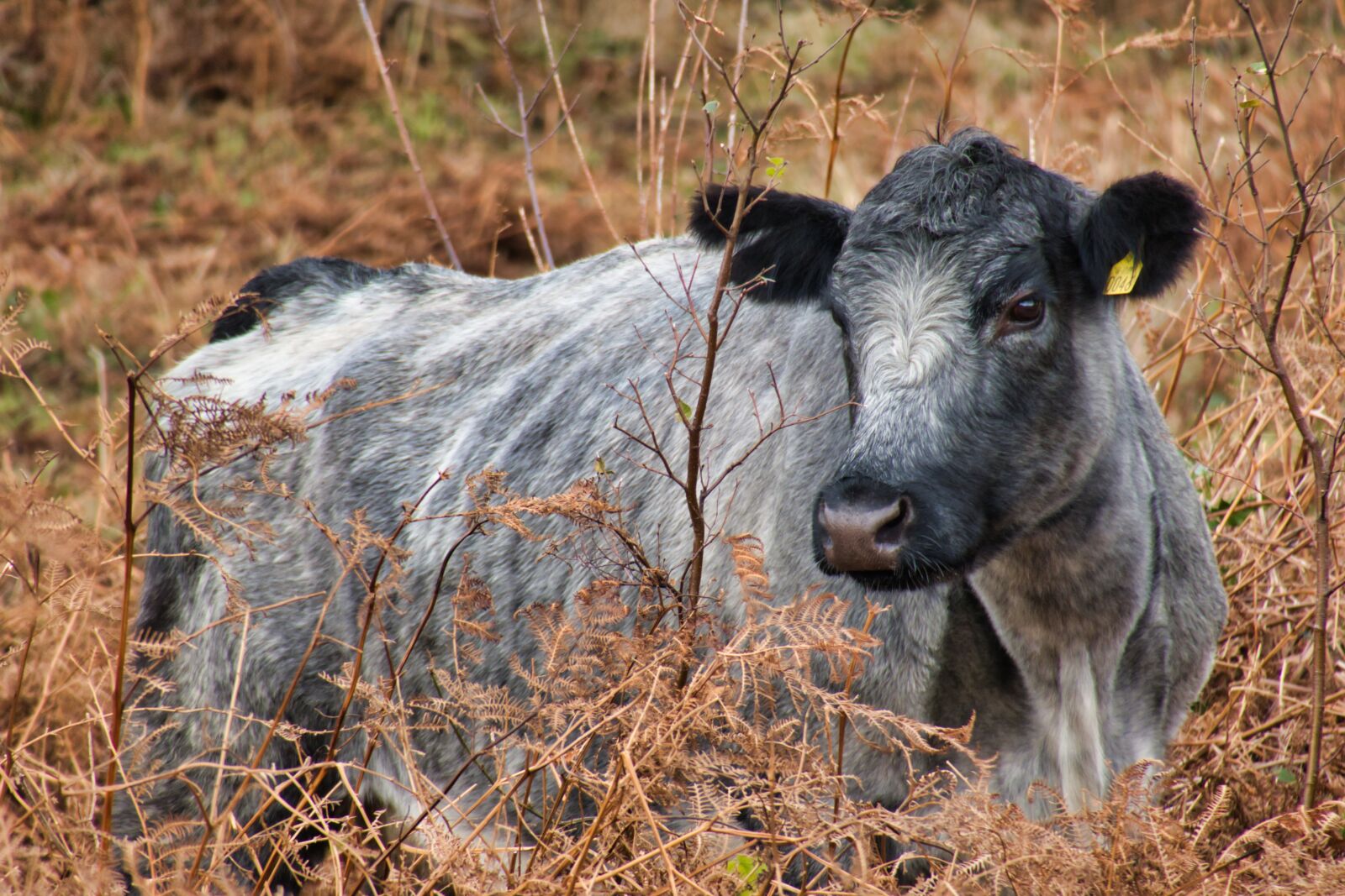 Canon PowerShot G3 X sample photo. Cow, cow head, pasture photography