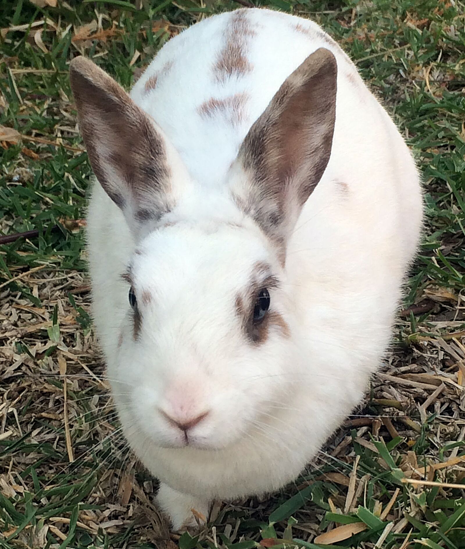 iPhone 5s back camera 4.15mm f/2.2 sample photo. Rabbit, garden, white photography