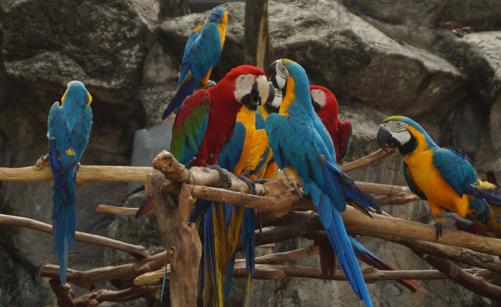 Sony DT 18-55mm F3.5-5.6 SAM II sample photo. Birds, colorful, tropic photography