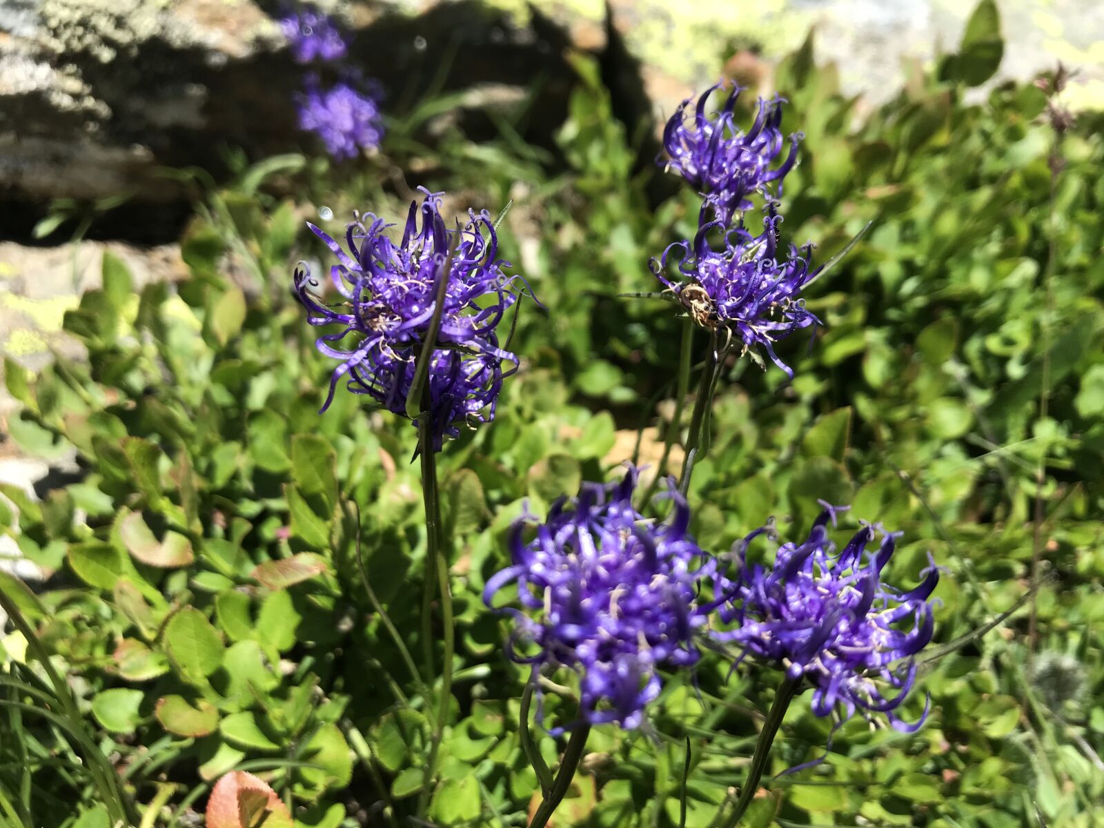 iPhone 7 back camera 3.99mm f/1.8 sample photo. Panorama from the top photography