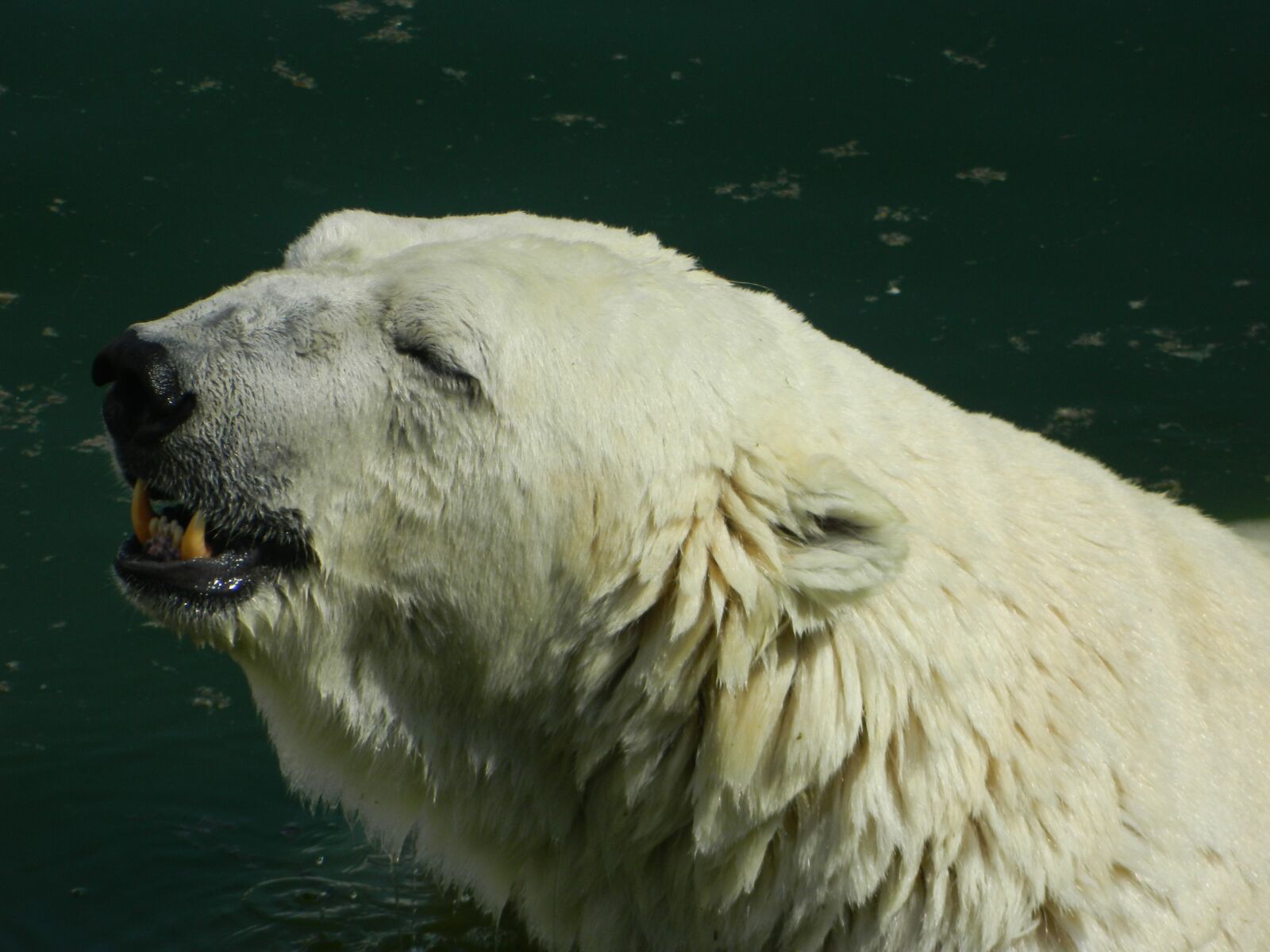 Nikon COOLPIX L310 sample photo. White, bear, global warming photography