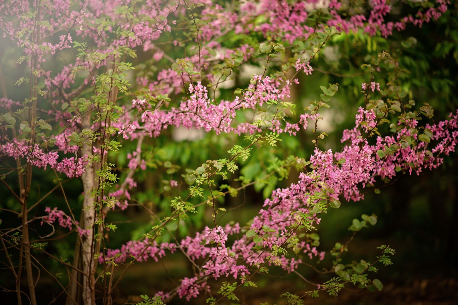 Nikon D610 sample photo. Sun, light, easter photography