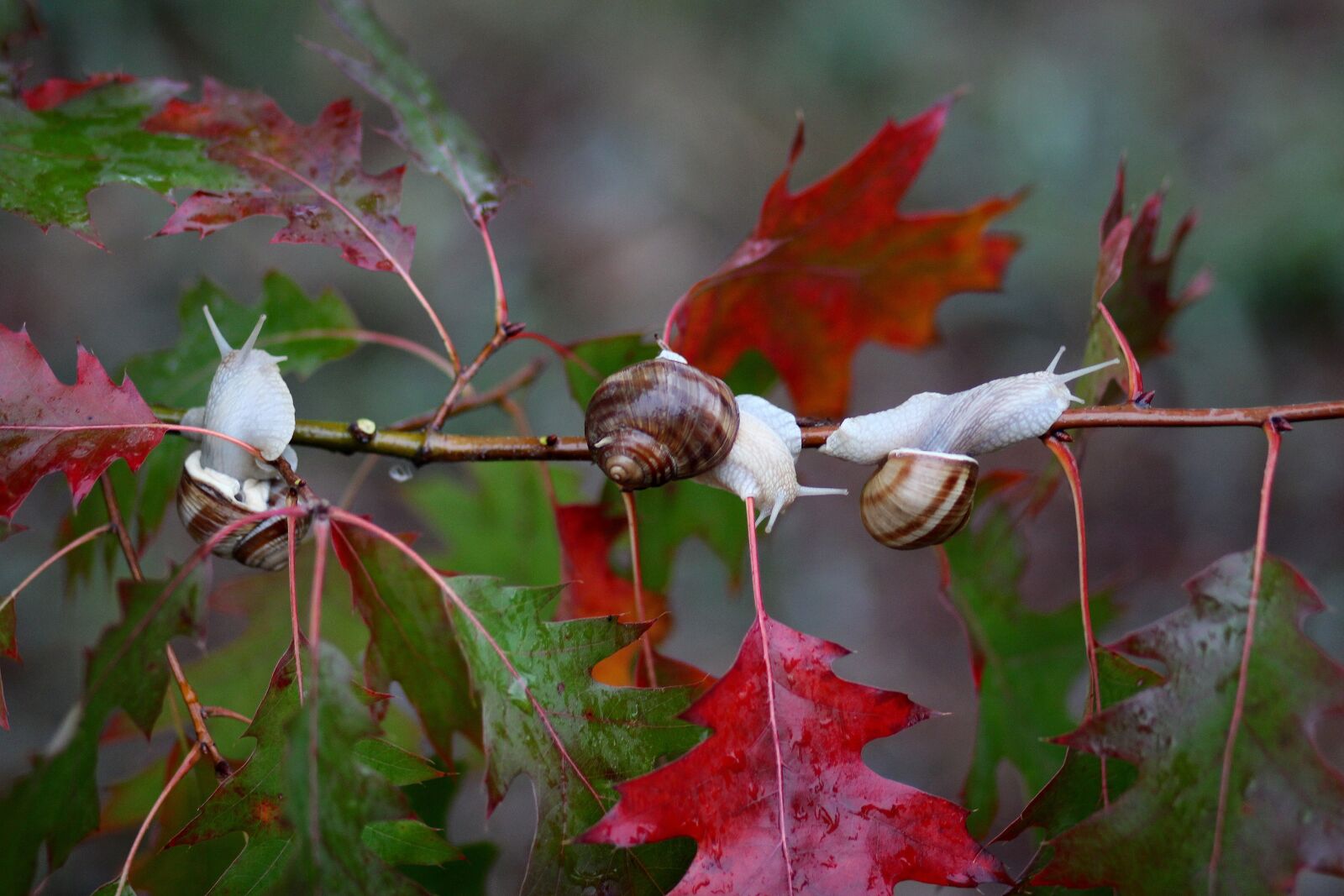 Canon EOS 700D (EOS Rebel T5i / EOS Kiss X7i) + Canon EF 85mm F1.8 USM sample photo. Snails, leaves, red photography