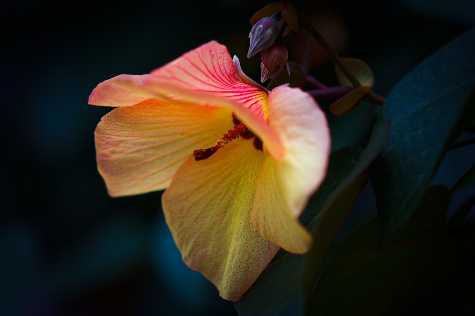 Nikon D500 sample photo. Hibiscus, cottonwood, yellow petals photography