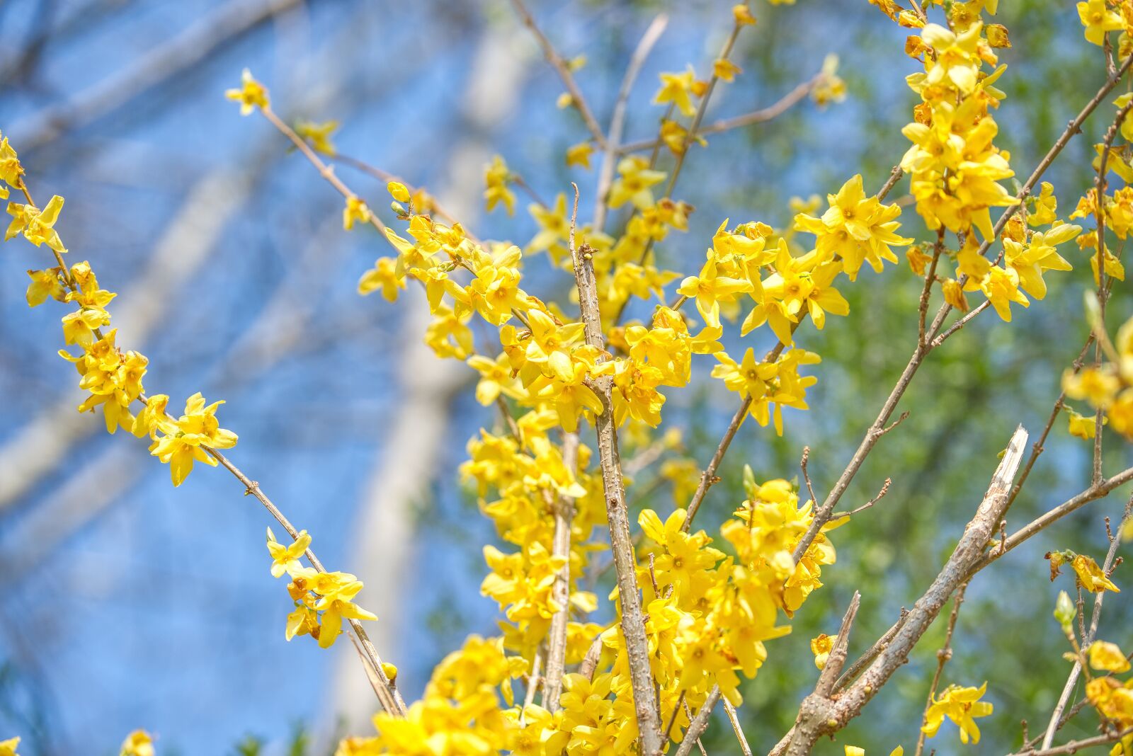 Nikon D750 sample photo. Laburnum, bloom, ornamental shrub photography