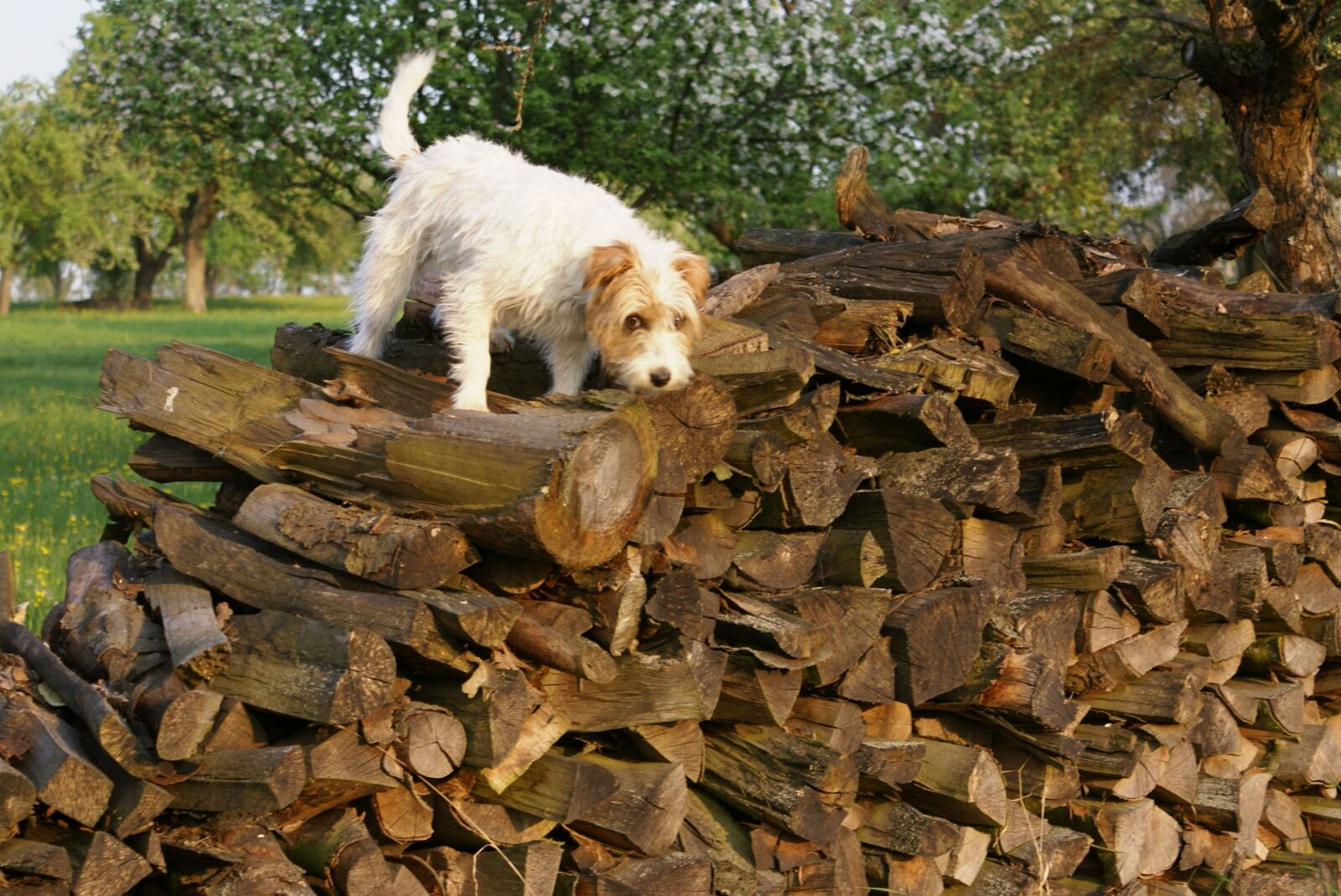 Sony Alpha DSLR-A100 sample photo. Dog, search, pet photography