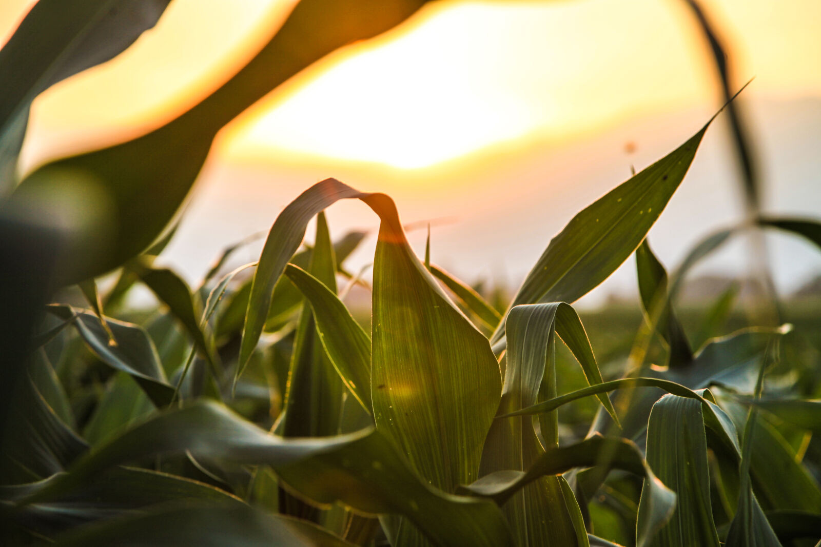 Canon EF 24-105mm F4L IS USM sample photo. Nature, field, sun, agriculture photography