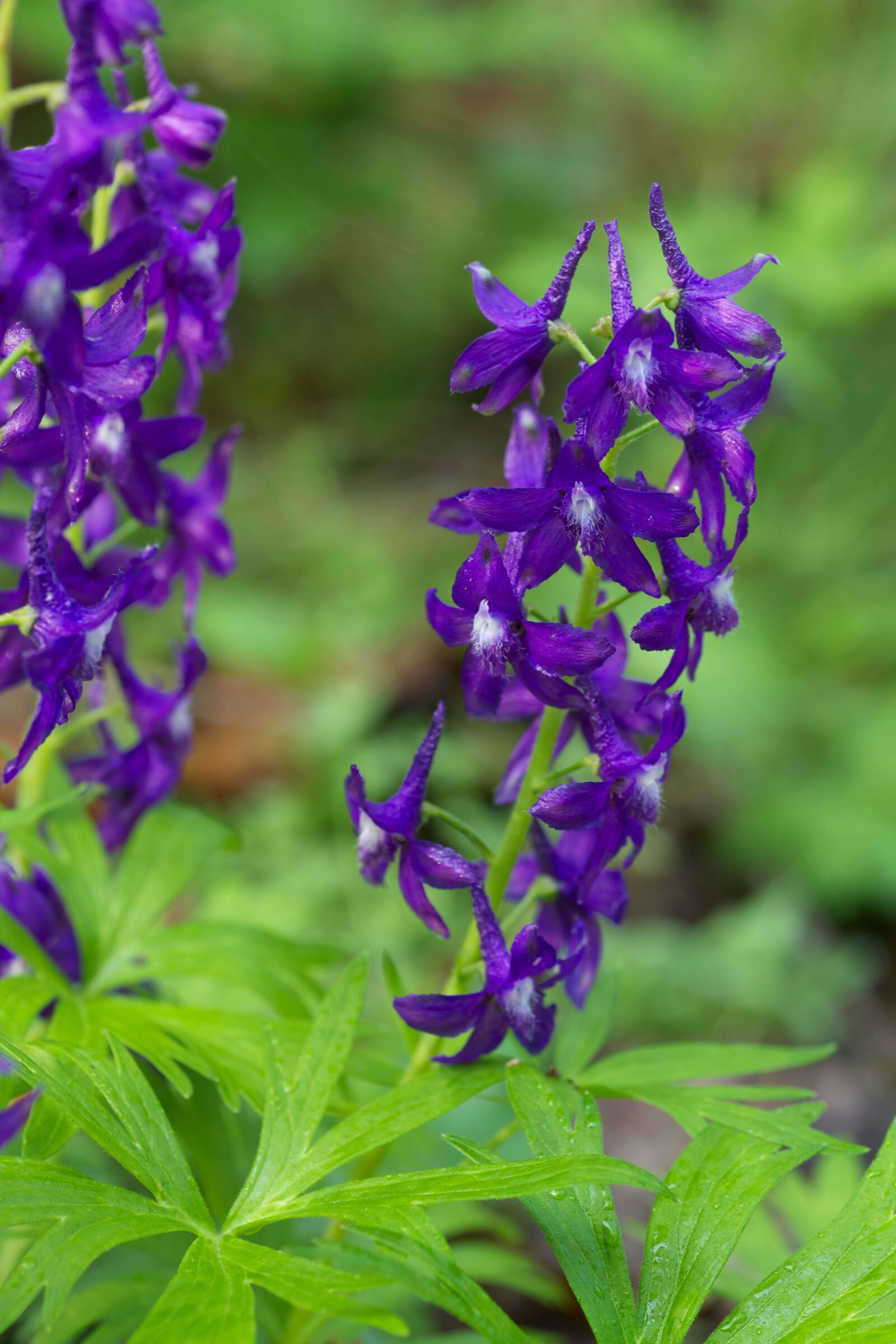 Canon EOS 5D Mark II sample photo. Purple flowering, spring, larkspur photography