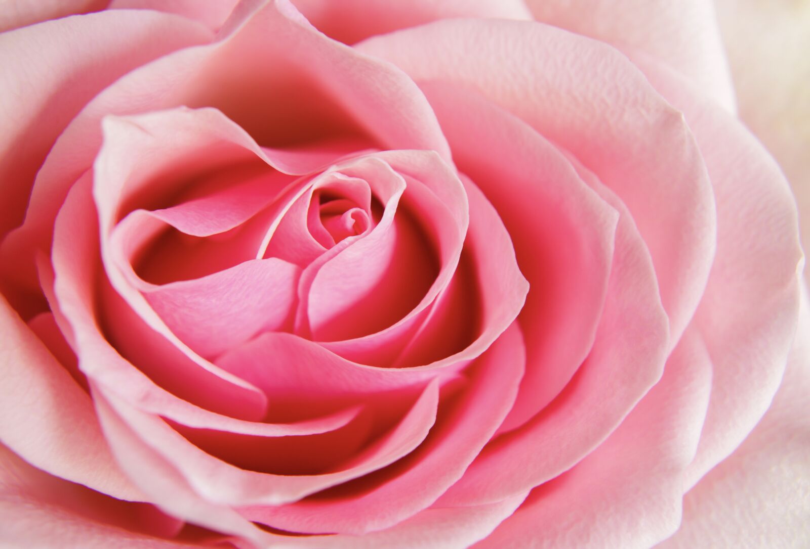 Canon EOS 2000D (EOS Rebel T7 / EOS Kiss X90 / EOS 1500D) sample photo. Pink rose, bicolor rose photography