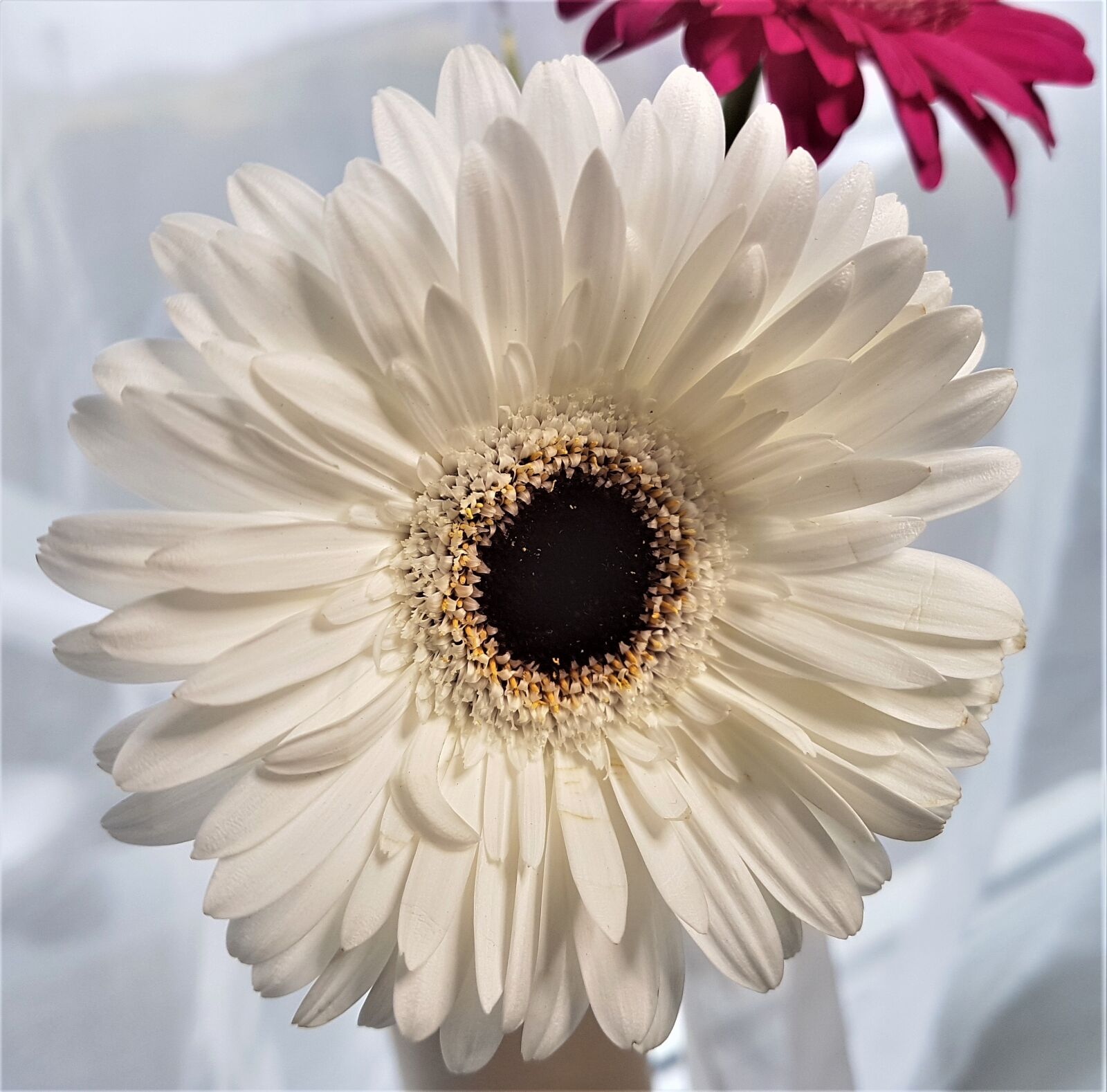 Samsung Galaxy S7 Edge sample photo. Flower, petal, flora photography
