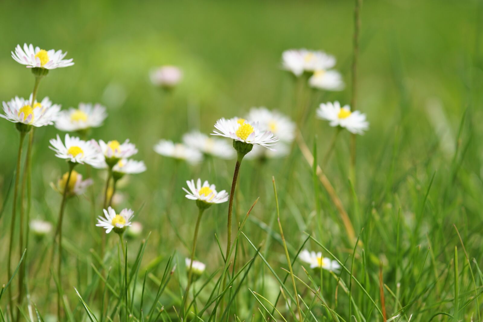 Sony a6000 + E 60mm F2.8 sample photo. Flower, blossom, bloom photography