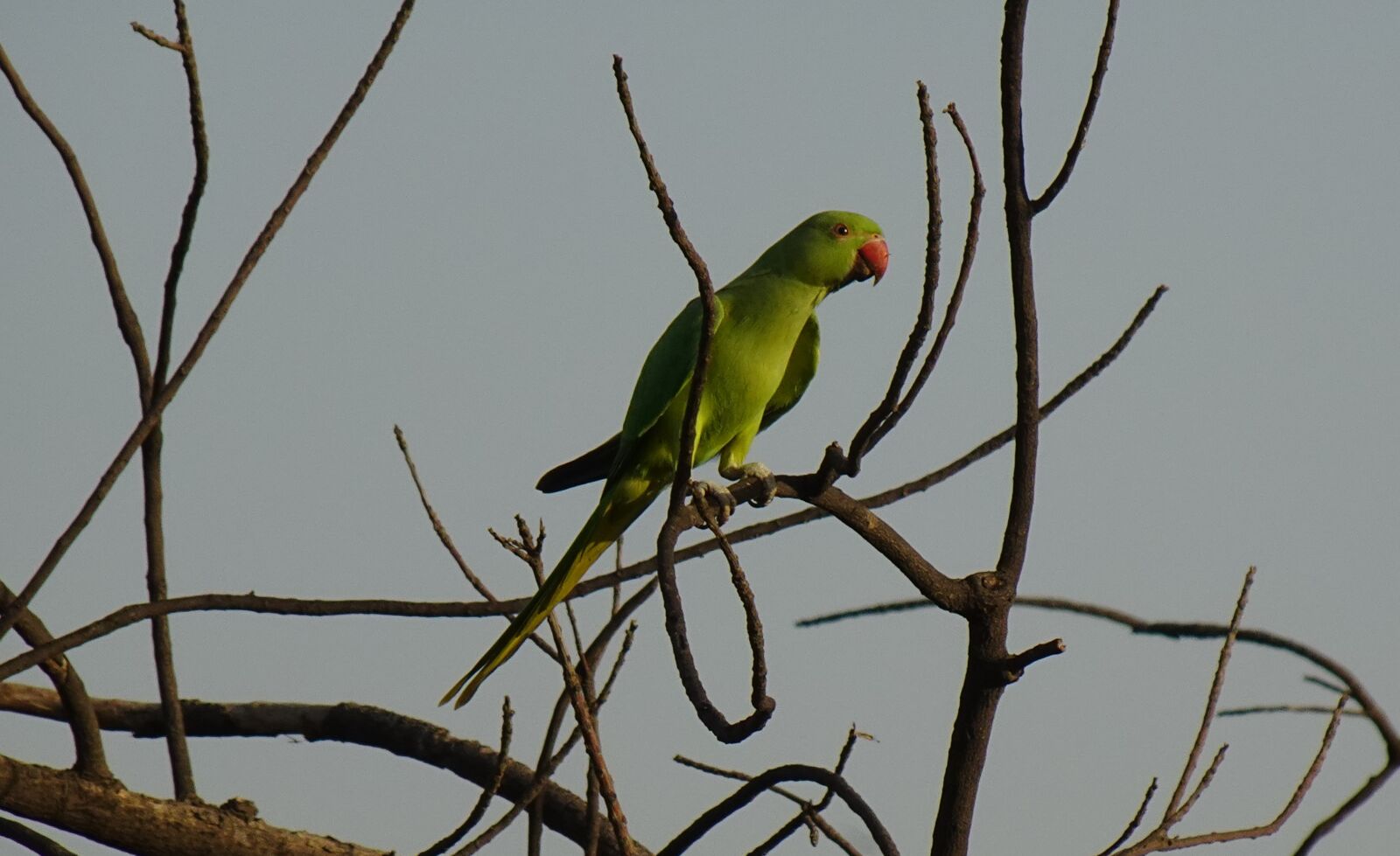 Sony DSC-WX800 sample photo. Bird, parakeet, green photography