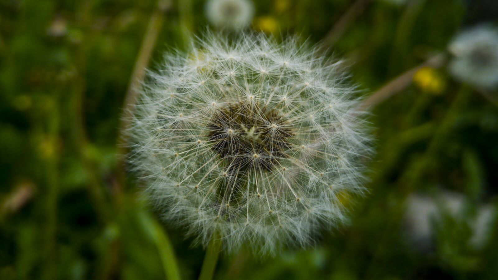 LG G4 sample photo. Dandelion, nature, plant photography