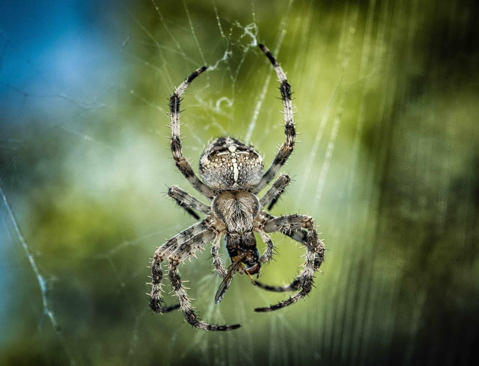 Nikon D3300 sample photo. Insect, spiderweb, spider, macro photography