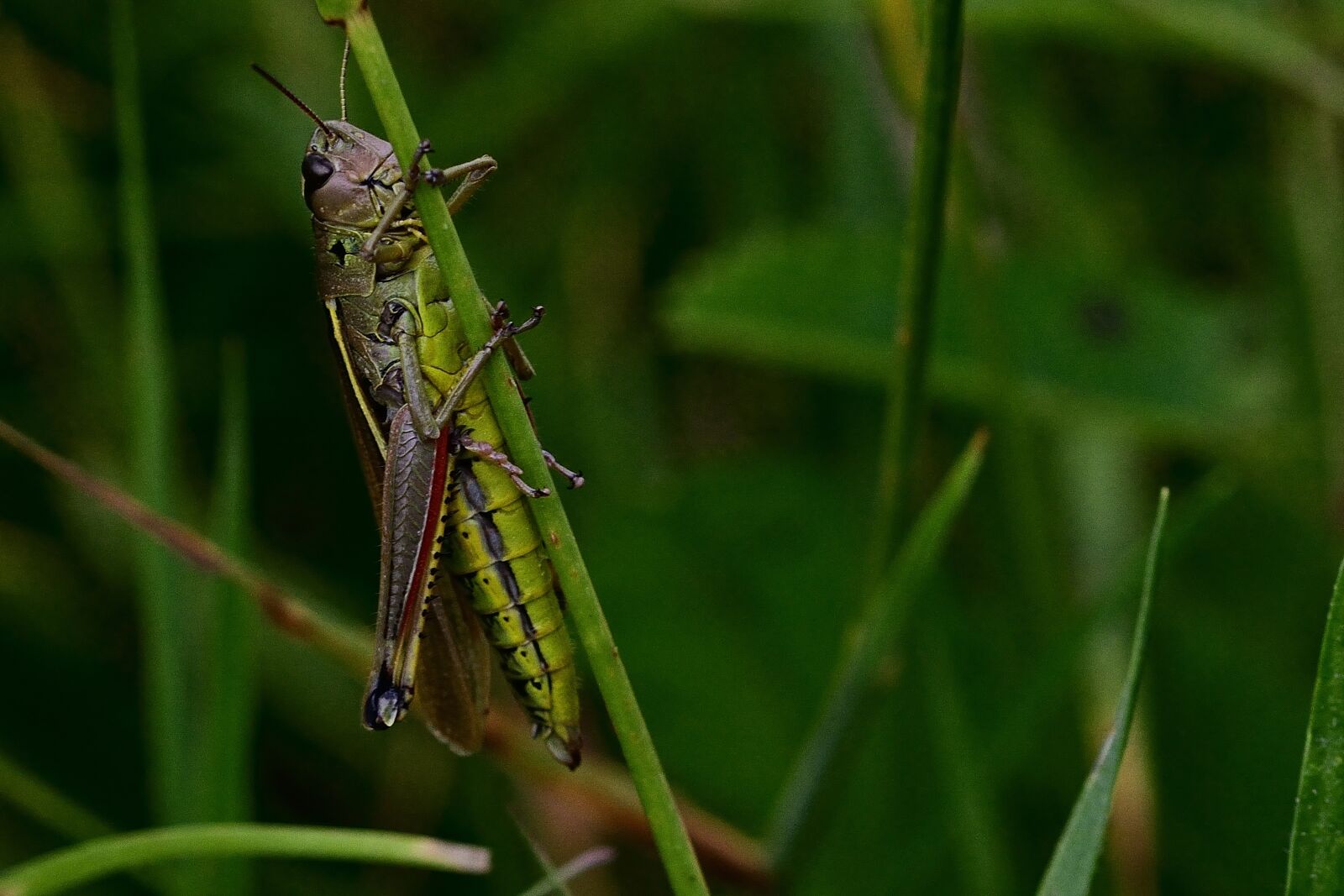 Nikon D5200 sample photo. Grasshopper, meadow, close up photography