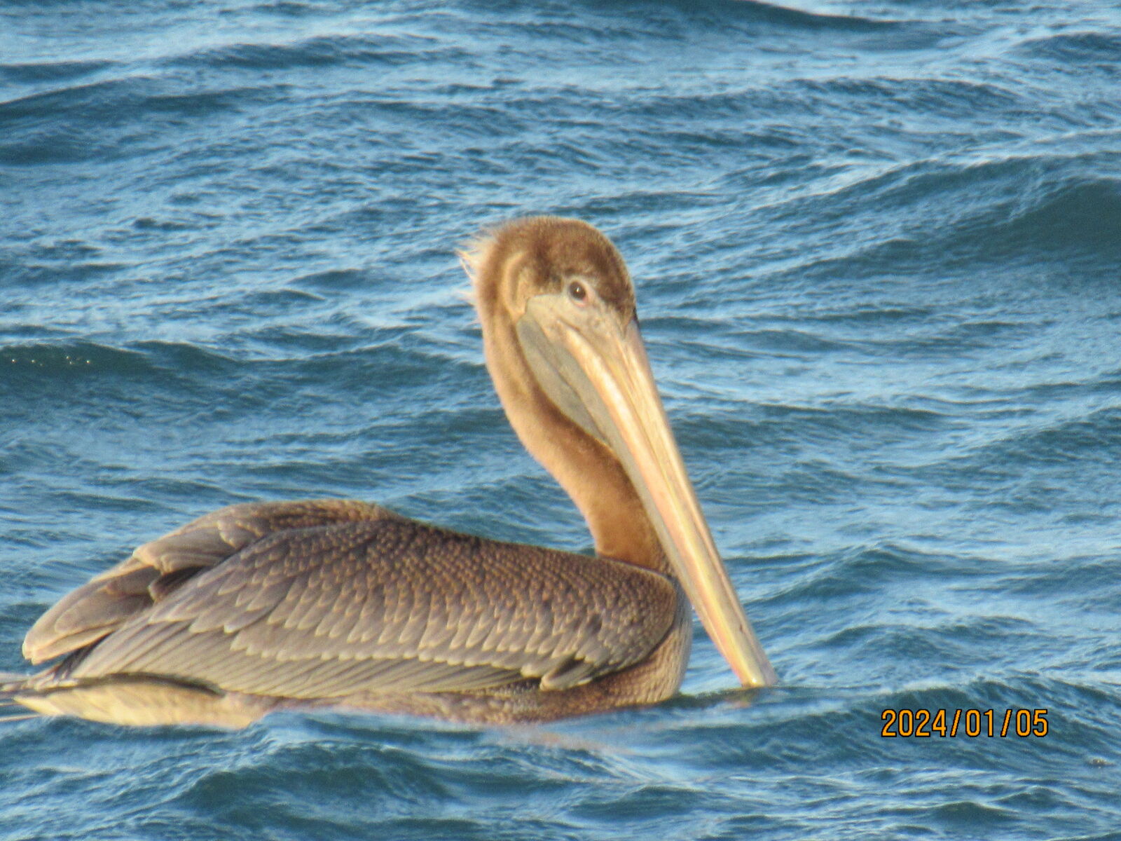 Canon PowerShot SX620 HS sample photo. I wish i was photography