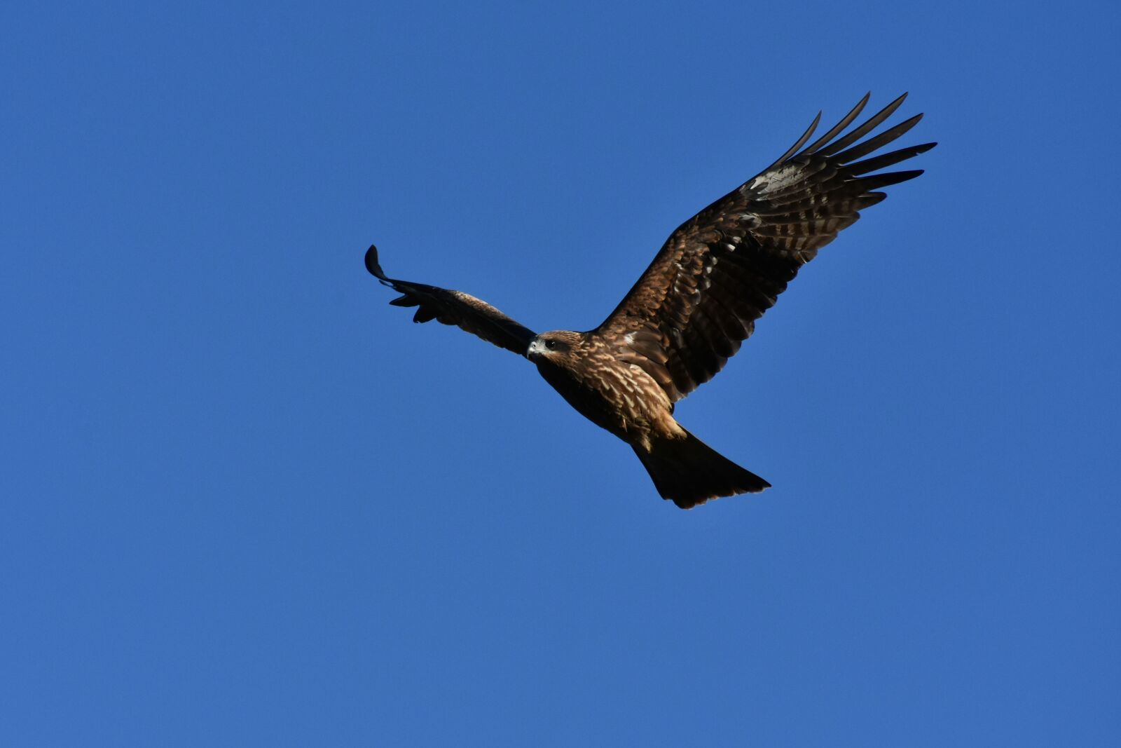 Nikon D7200 sample photo. Animal, sky, bird photography