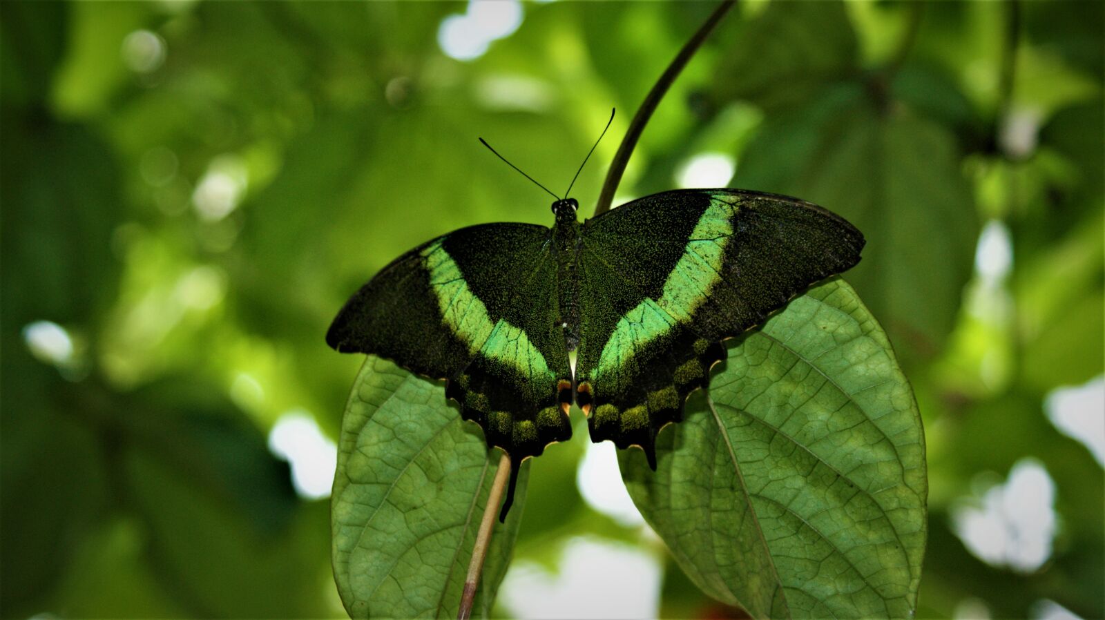 Sony Alpha DSLR-A350 sample photo. Butterfly, papilio palinurus, green photography