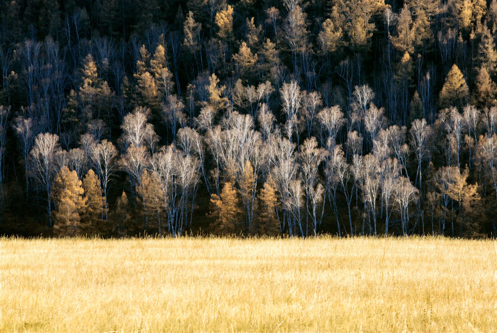 Canon EOS 5D Mark II sample photo. Late autumn, forest, meadow photography