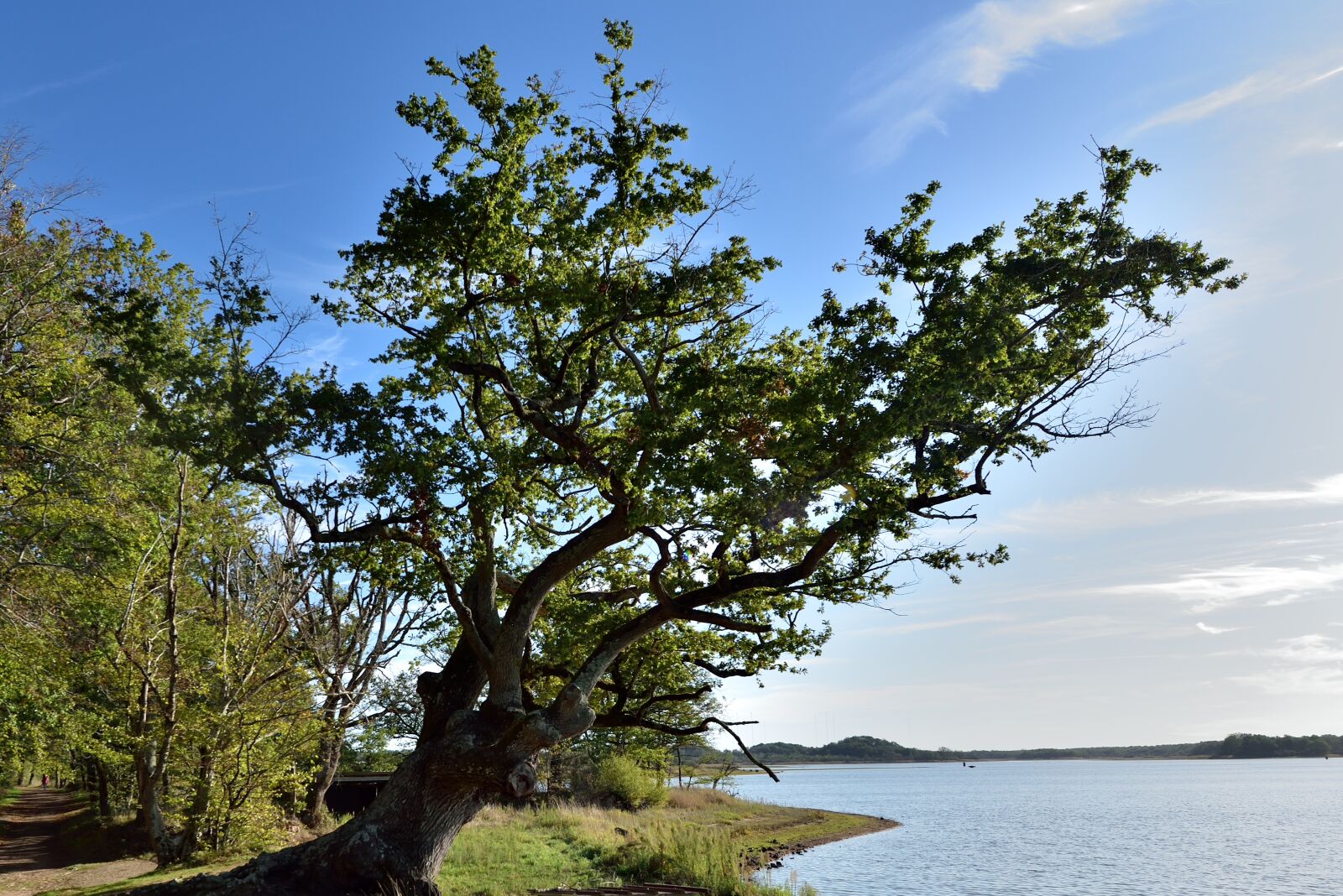 Nikon D750 sample photo. Tree, blue sky, lake photography