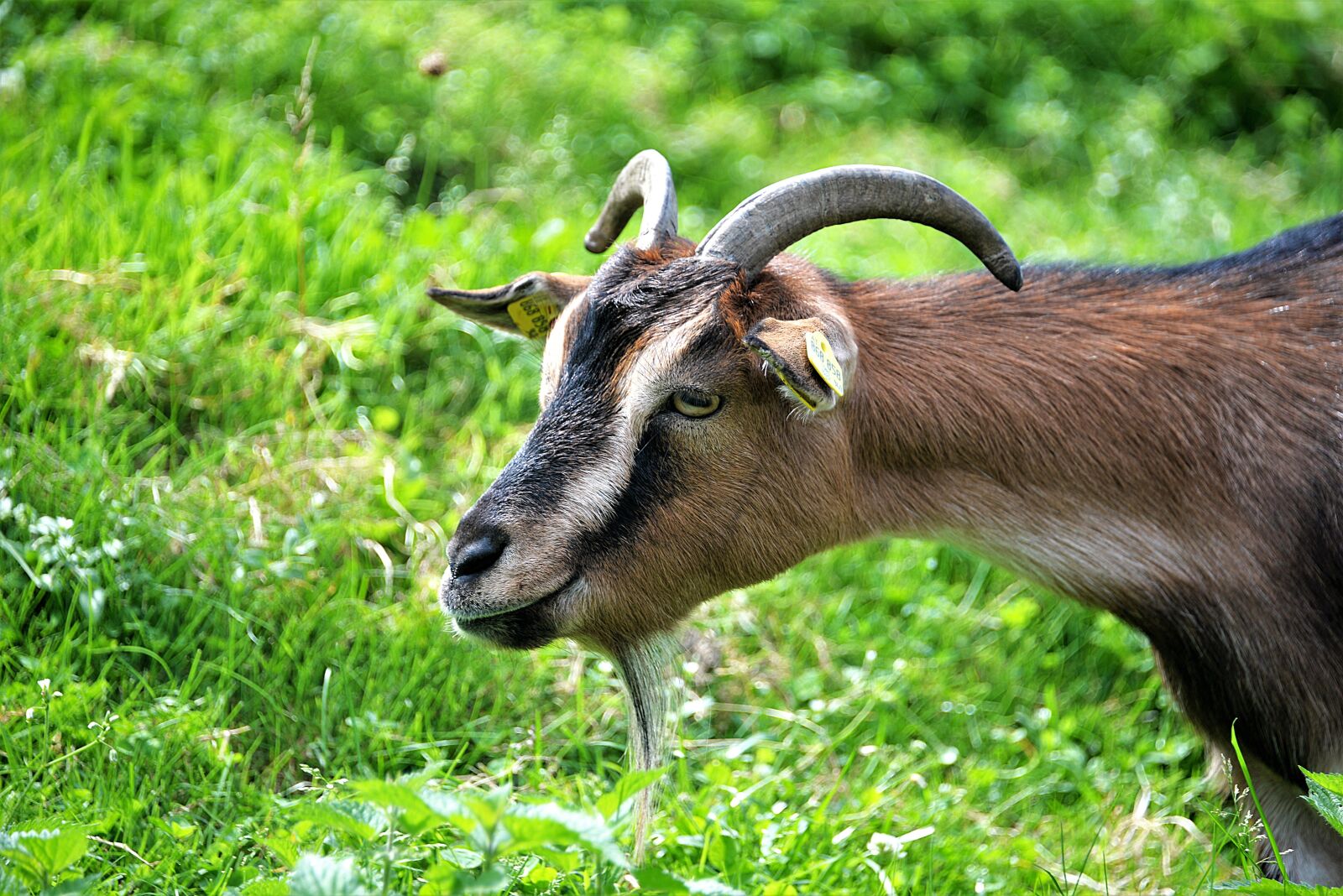 Nikon D610 sample photo. Goat buck, goat, horned photography