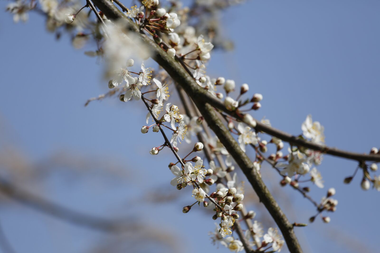 Canon EF 100-400mm F4.5-5.6L IS USM sample photo. Flowers, butterfly, insect photography