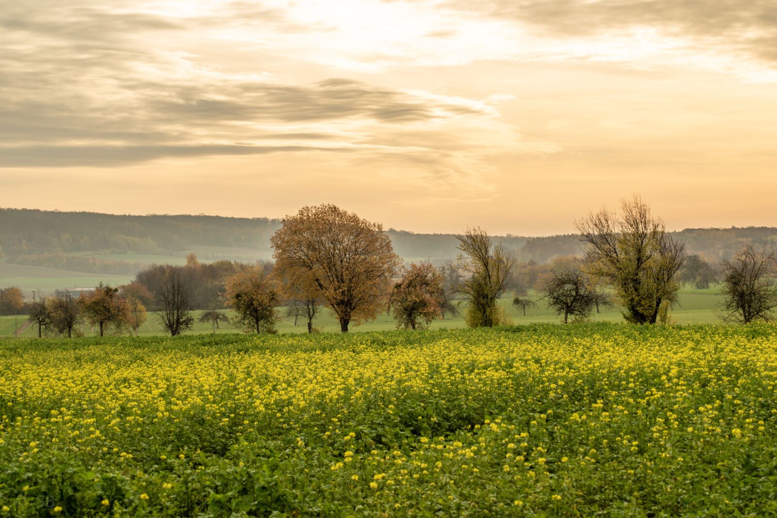 Nikon D5300 sample photo. Landscape, tree, clouds photography