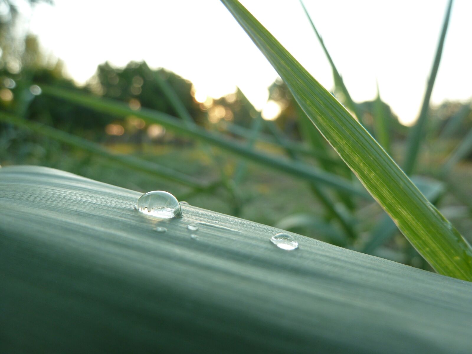 Panasonic Lumix DMC-ZS7 (Lumix DMC-TZ10) sample photo. Droplet, dew, macro photography