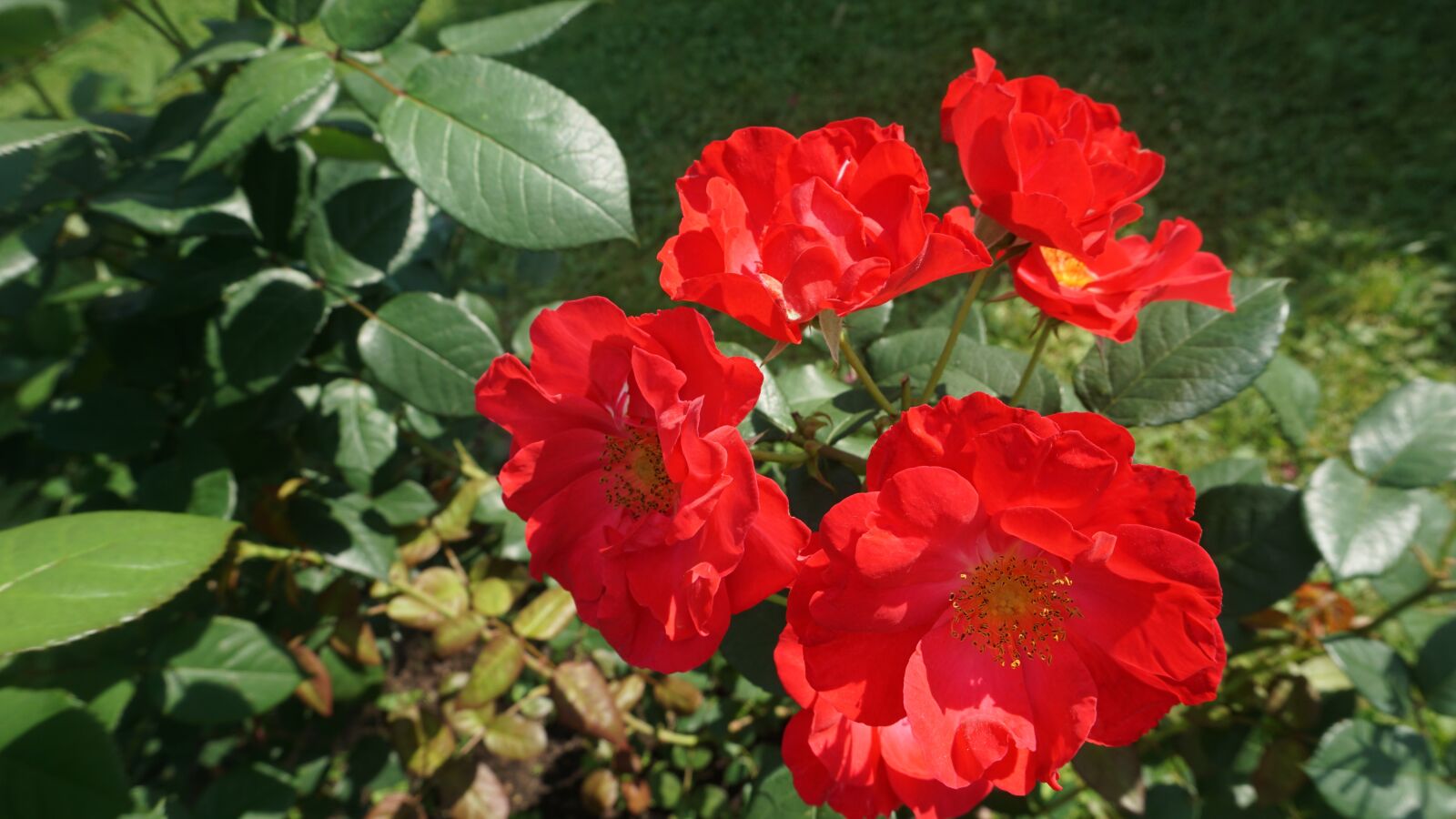 Sony a6000 sample photo. Roses, flowers, floral photography