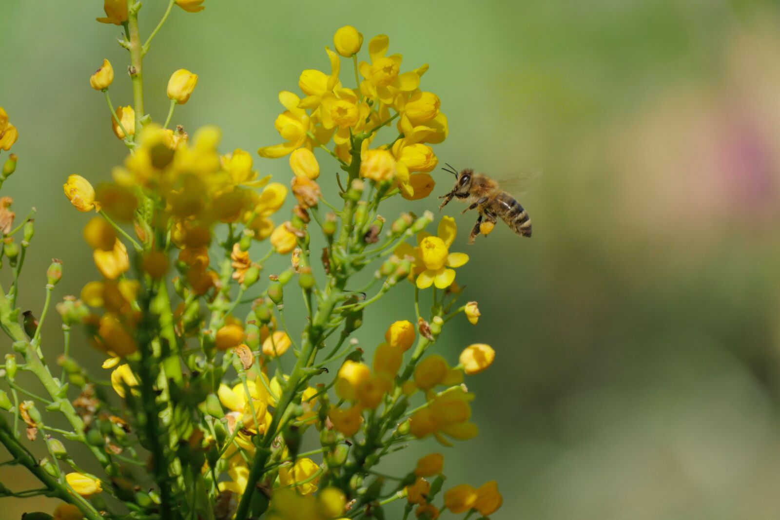 Panasonic Lumix DMC-GX8 sample photo. Bee, bleed, close up photography