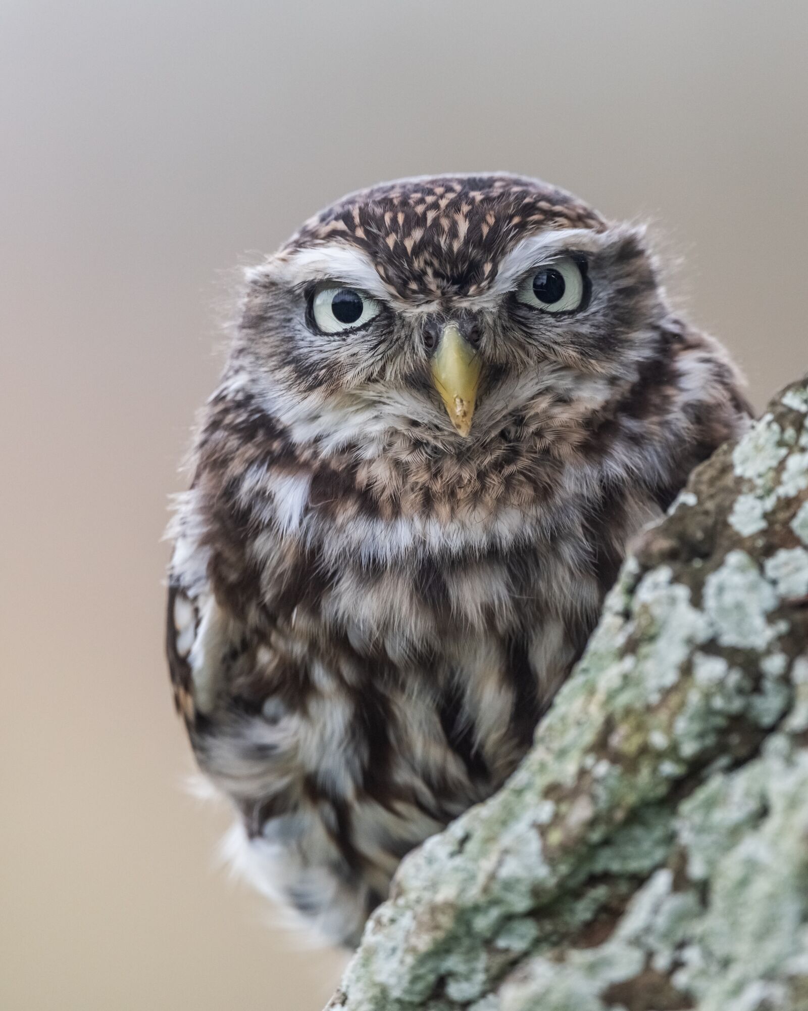 Nikon D810 sample photo. Owl, raptor, little owl photography