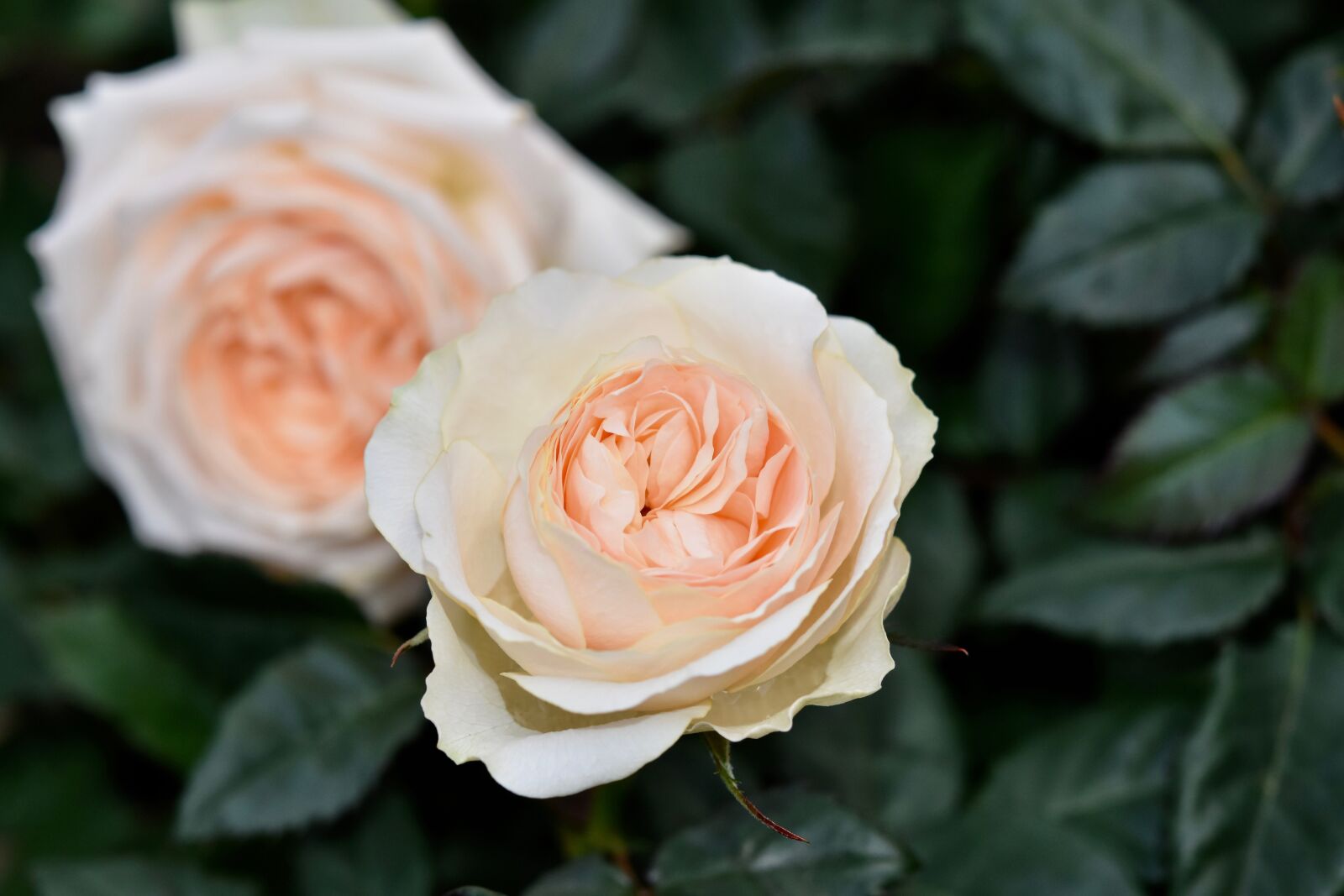 Nikon D5600 sample photo. Flower, pink, rose petals photography