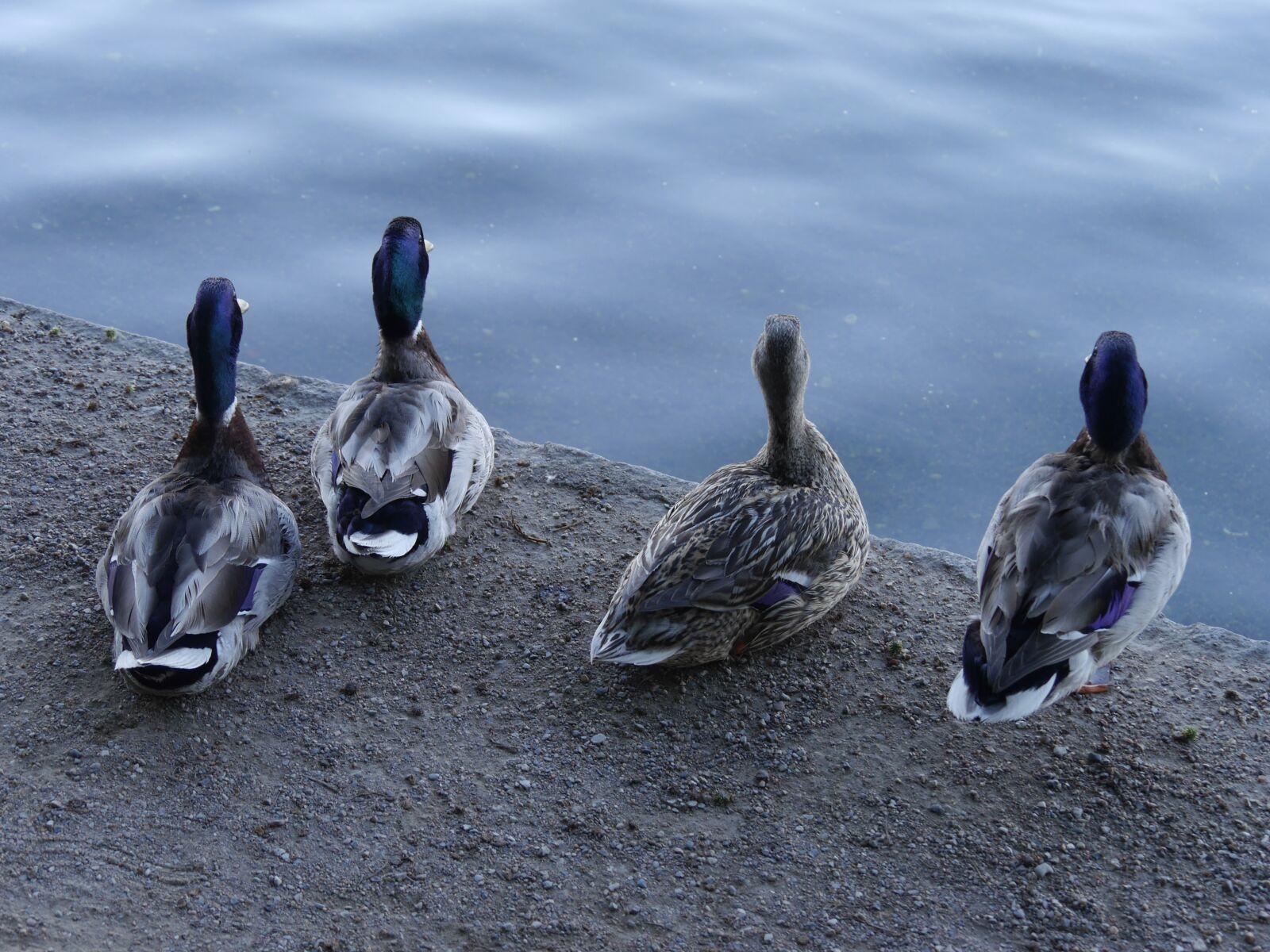 Panasonic Lumix DMC-G6 sample photo. Ducks, four ducks, pensive photography