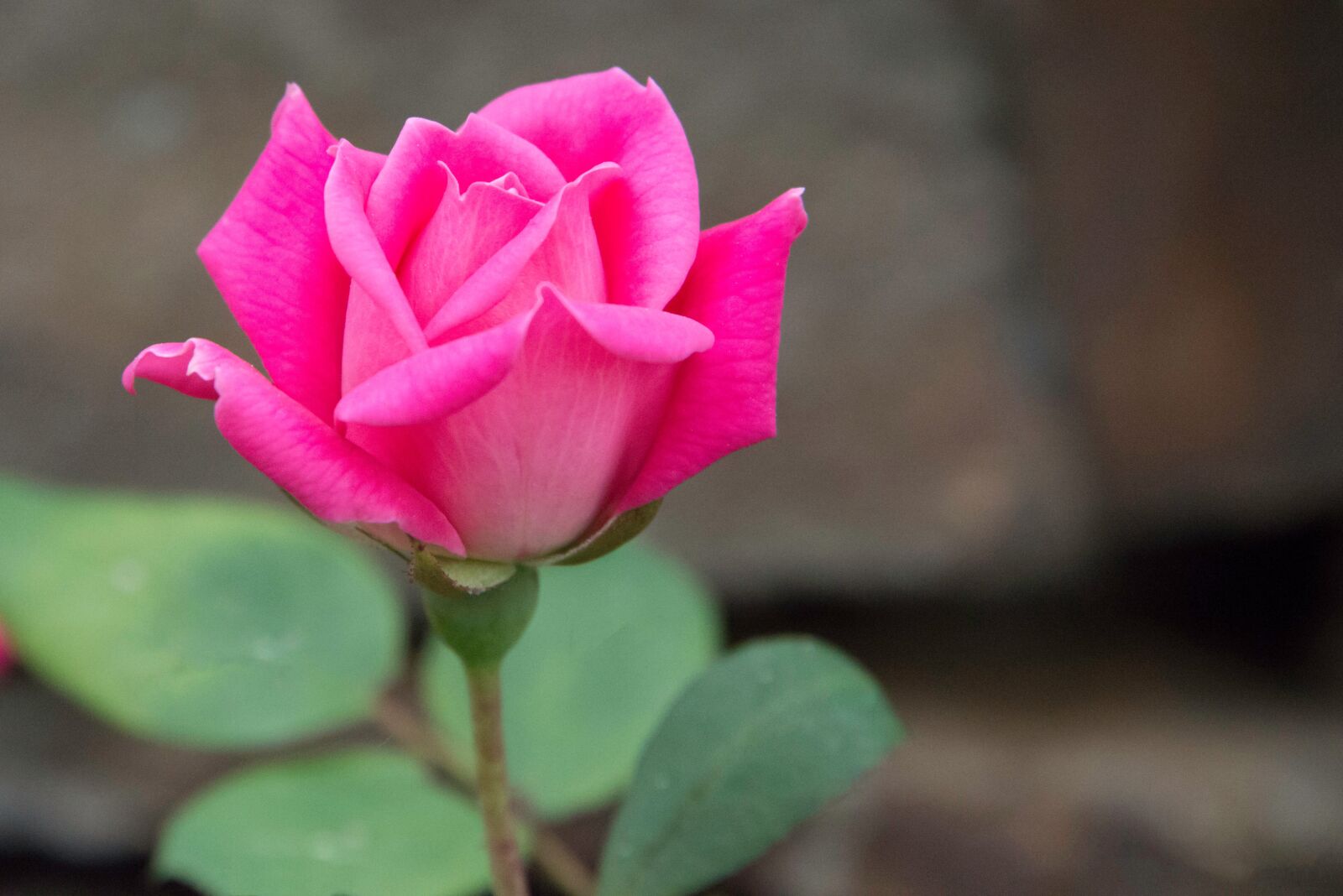 Nikon D800 sample photo. Rose, pink rose, bloom photography