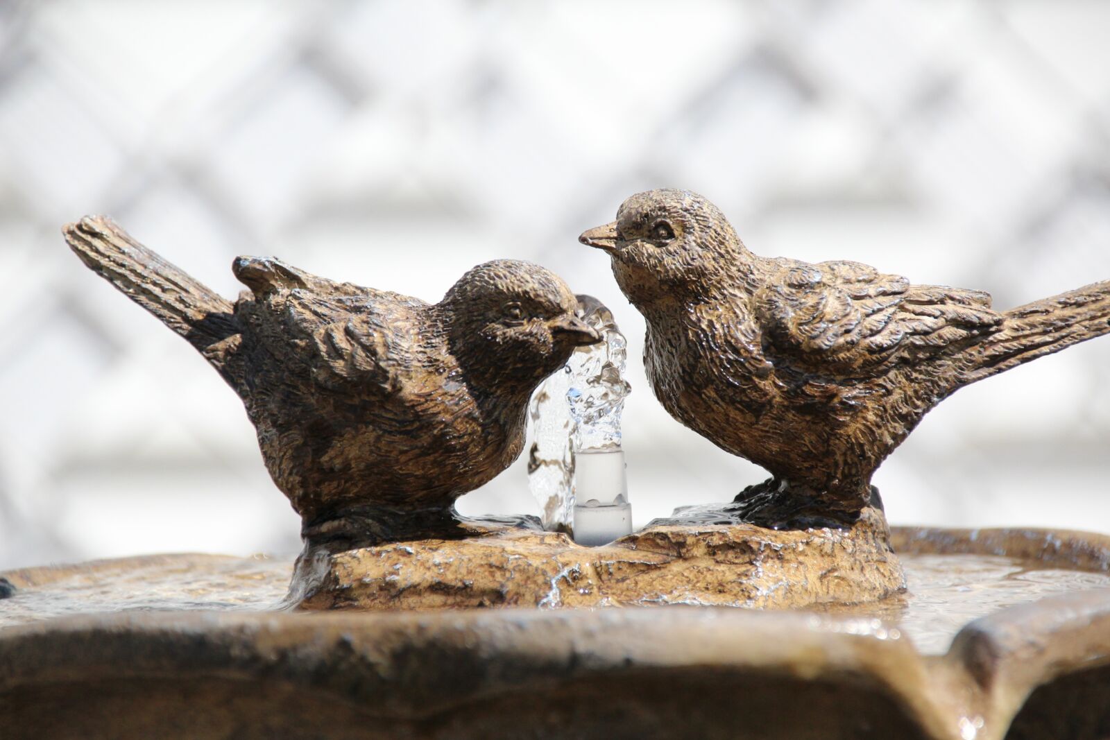 Canon EOS 600D (Rebel EOS T3i / EOS Kiss X5) sample photo. Bird, fountain, water photography