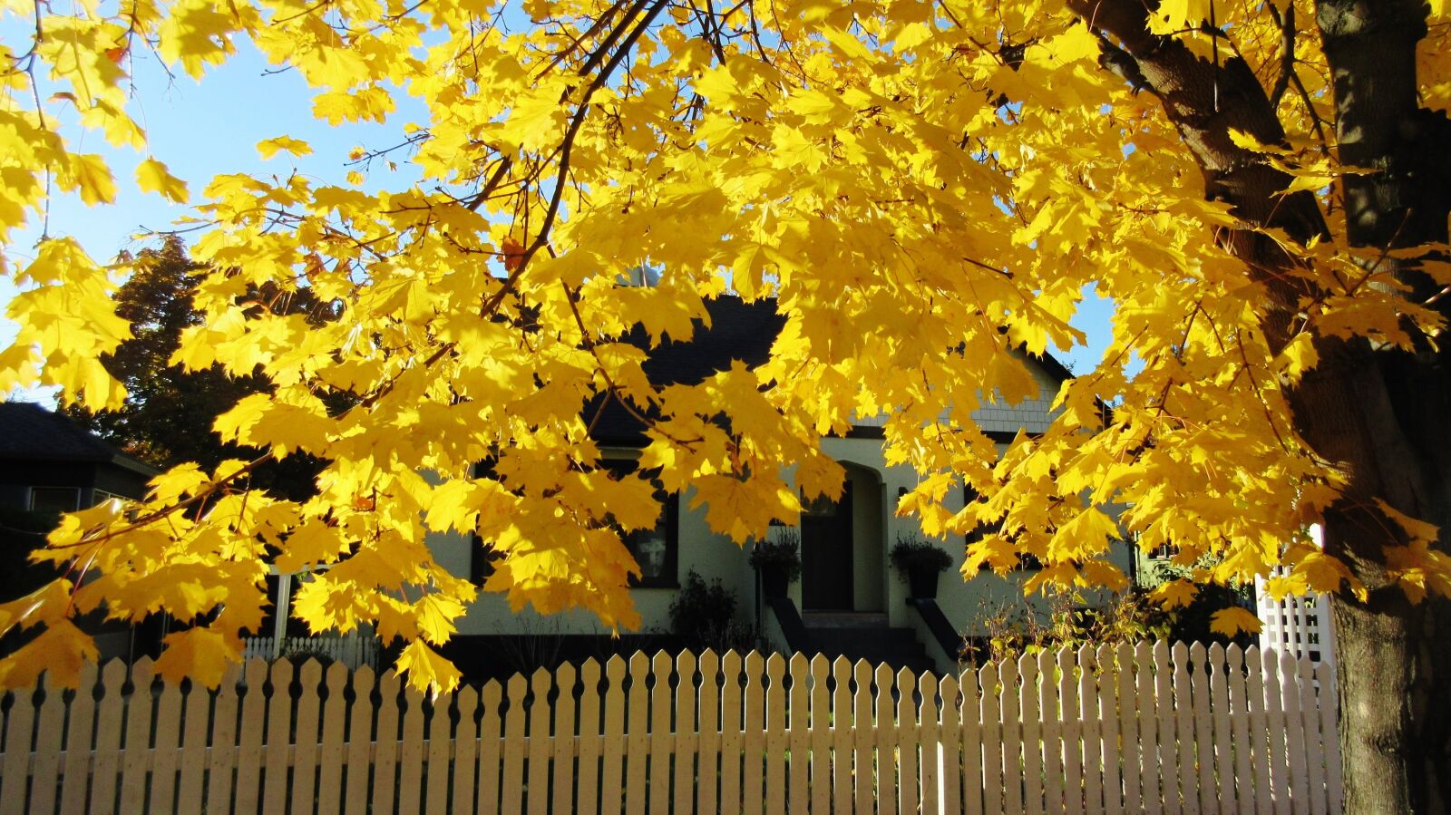 Canon PowerShot ELPH 340 HS (IXUS 265 HS / IXY 630) sample photo. Autumn, maple tree, yellow photography