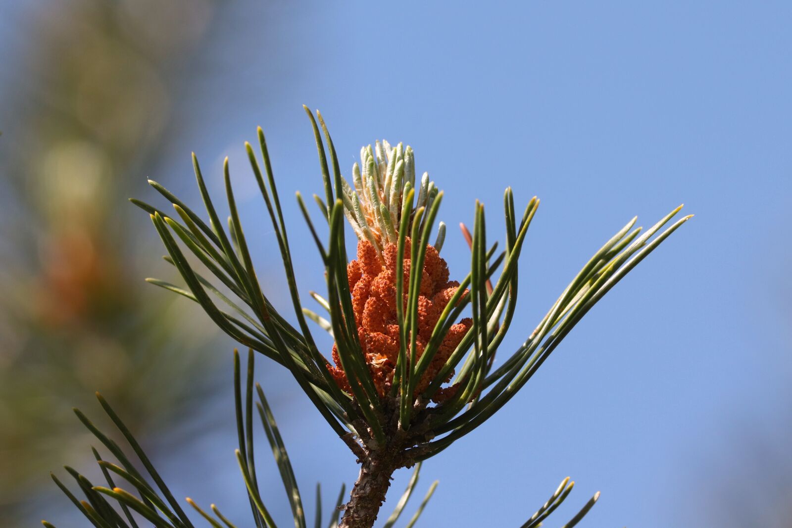 Canon EOS 200D (EOS Rebel SL2 / EOS Kiss X9) sample photo. Pine, blossom, bloom photography