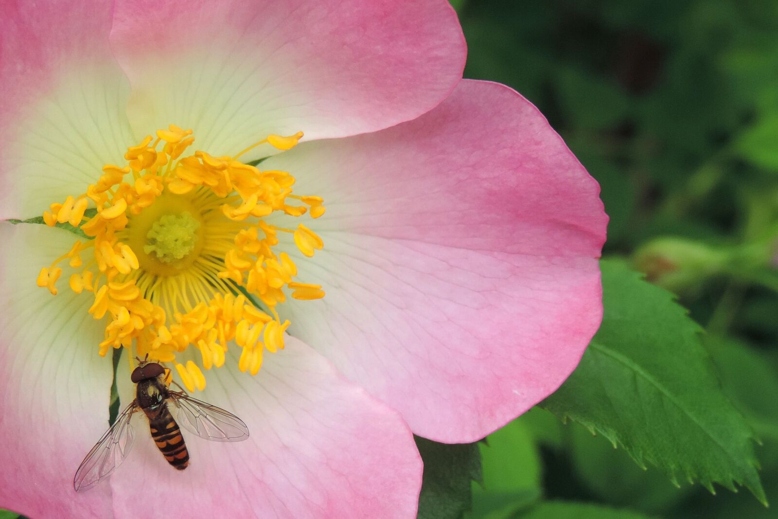 Nikon Coolpix P520 sample photo. Wild rose flower, hoverfly photography