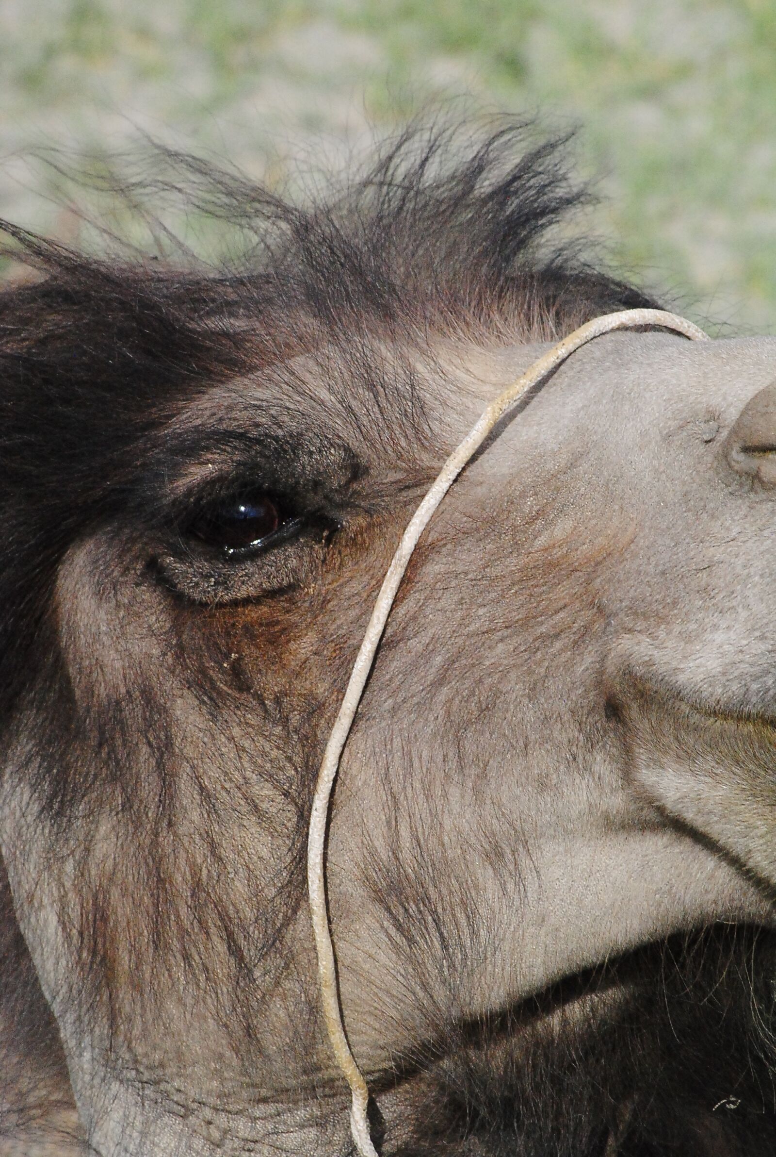 Nikon D3000 sample photo. Camel, close shot, animal photography