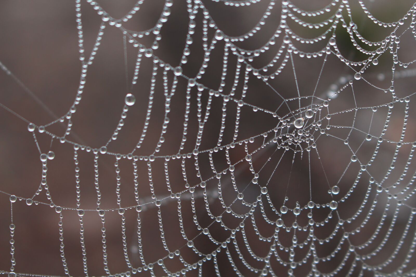 Canon EOS 700D (EOS Rebel T5i / EOS Kiss X7i) sample photo. Spider, morgentau, cobweb photography