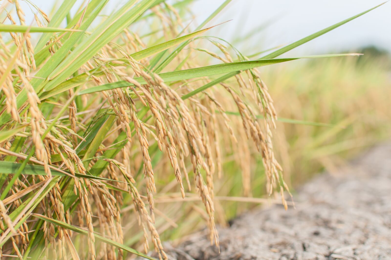 Nikon D90 sample photo. Rice, farming, farmer photography