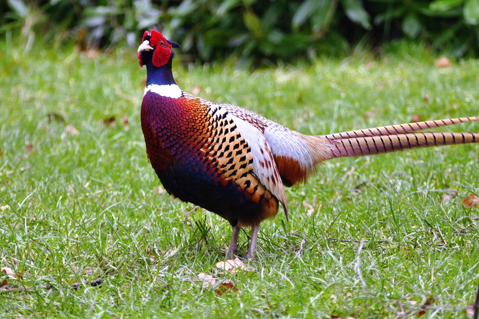 Panasonic Lumix DMC-FZ1000 sample photo. Pheasant, bird, animal photography