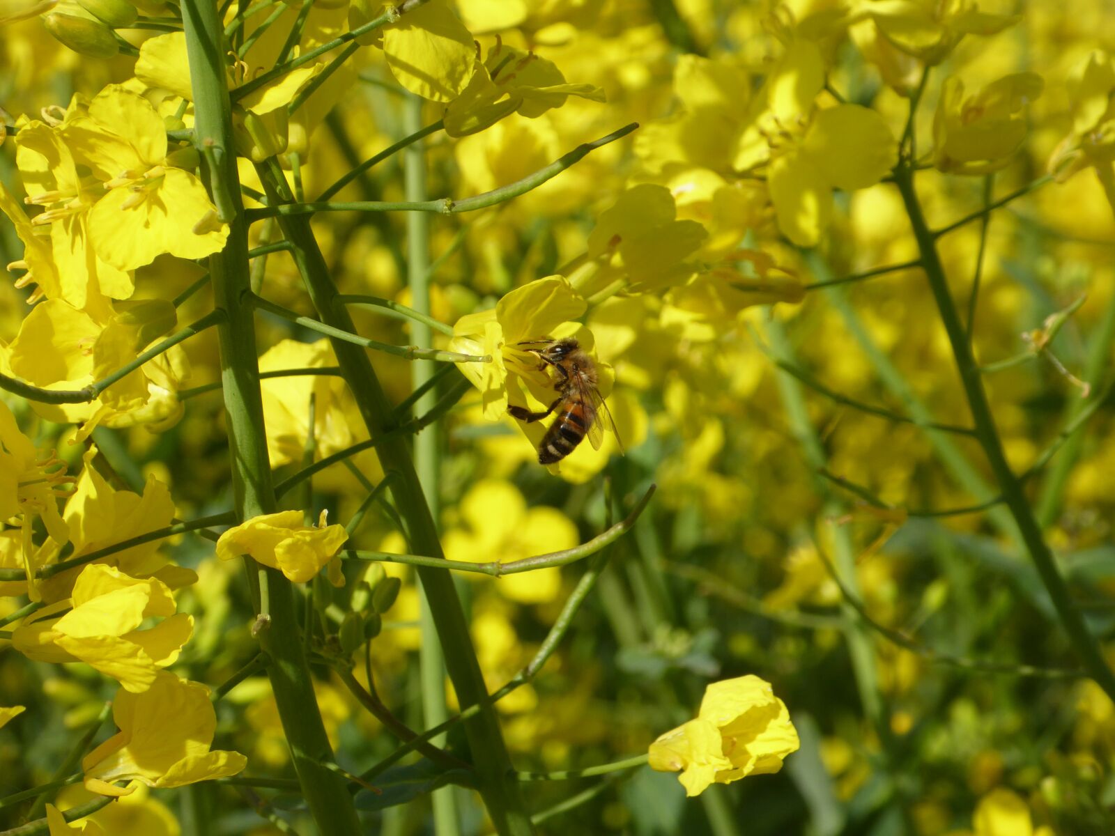Panasonic DMC-TZ61 sample photo. Bee, oilseed rape, blossom photography