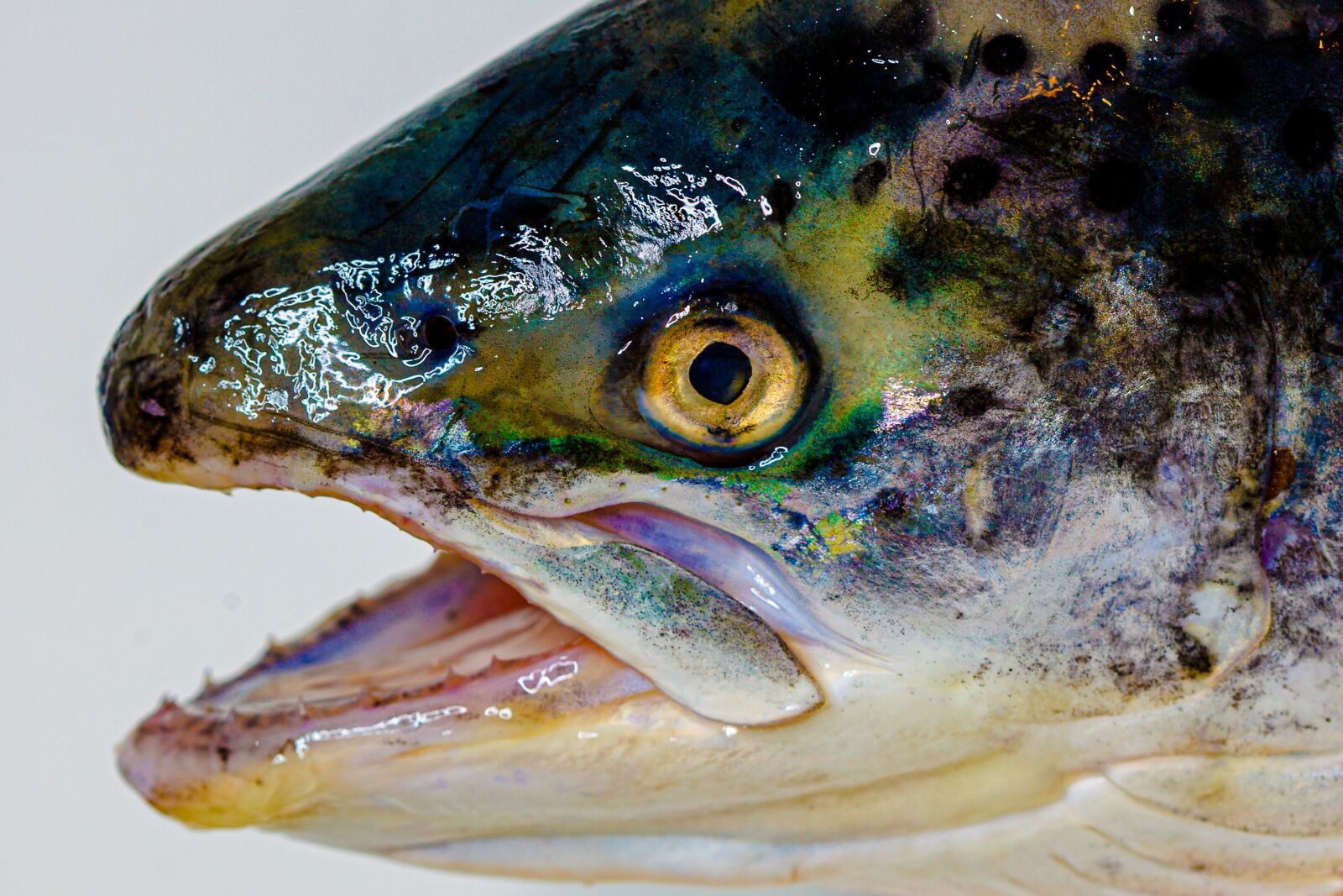 Canon EOS 5D Mark II sample photo. Salmon, trout, fish head photography
